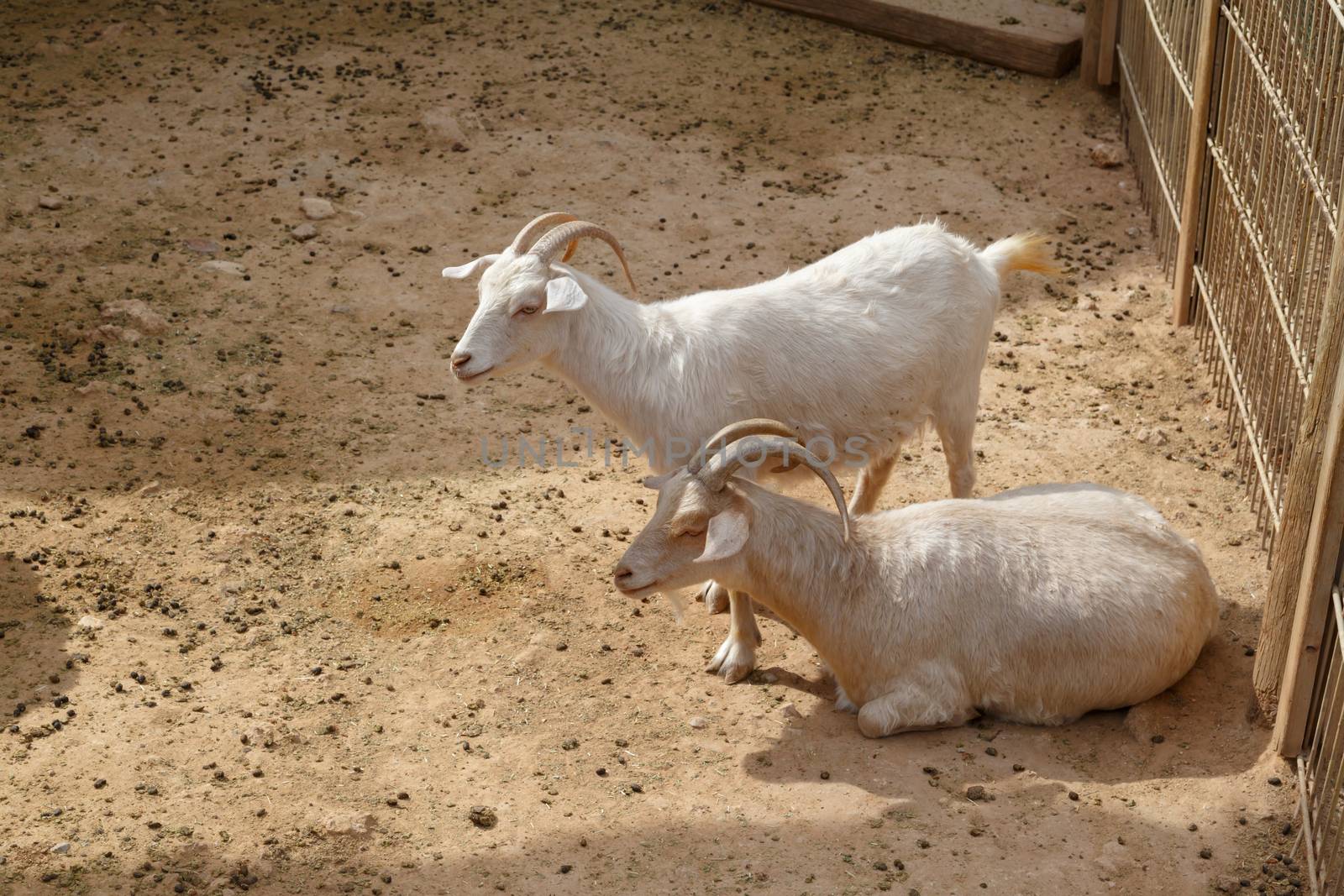 View of goats with white willow living in cage in natural park.