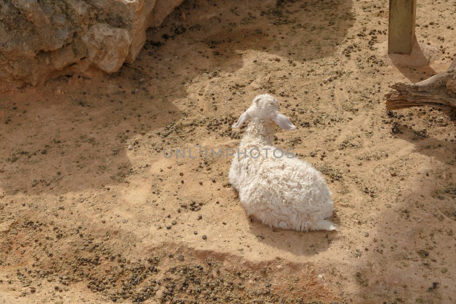 View of goats with white willow living in cage in natural park.