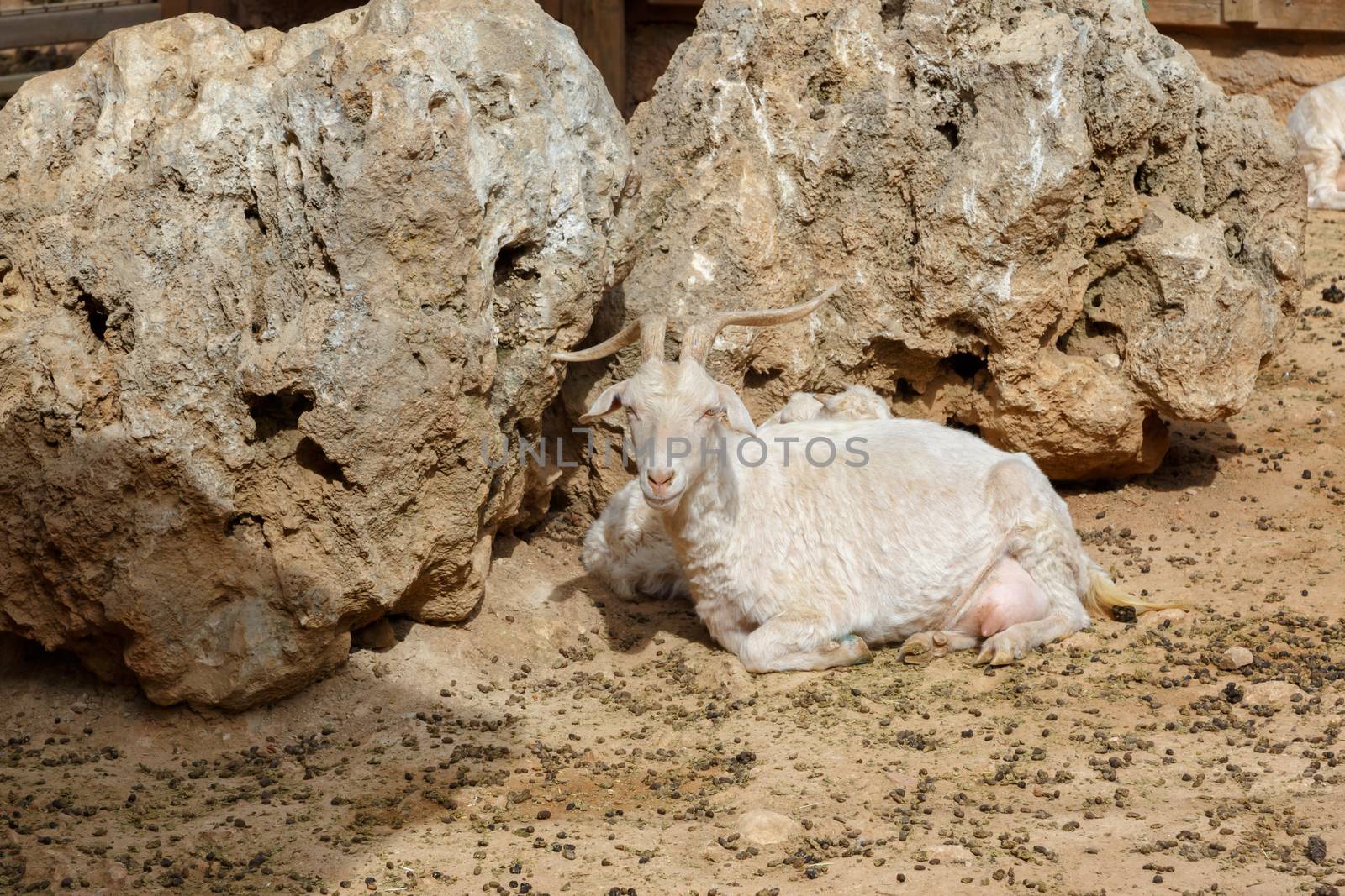 Goat Sitting in Natural Park by niglaynike