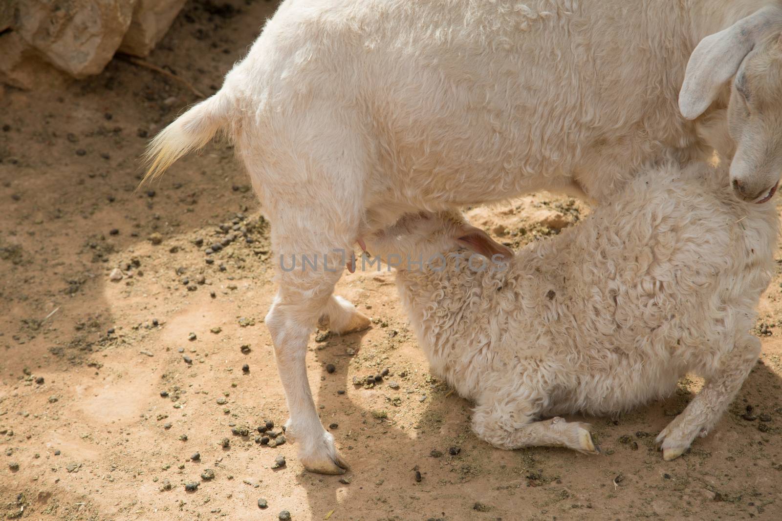 Goat Sucking Milk by niglaynike