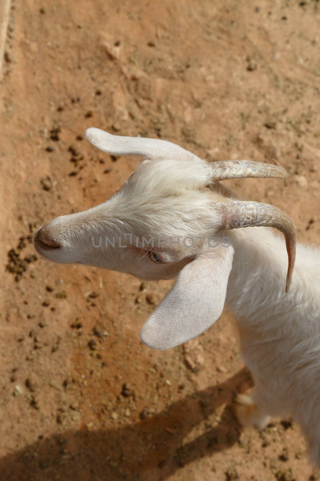 View of goats with white willow living in cage in natural park.