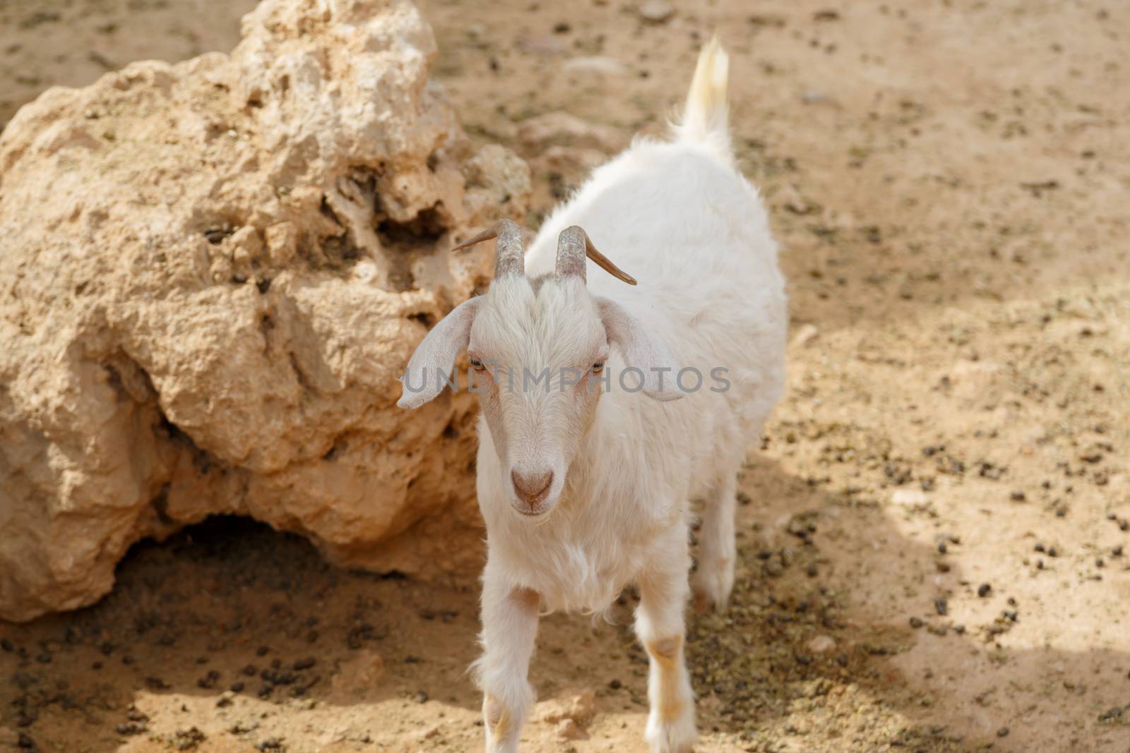 Goat in Natural Park by niglaynike