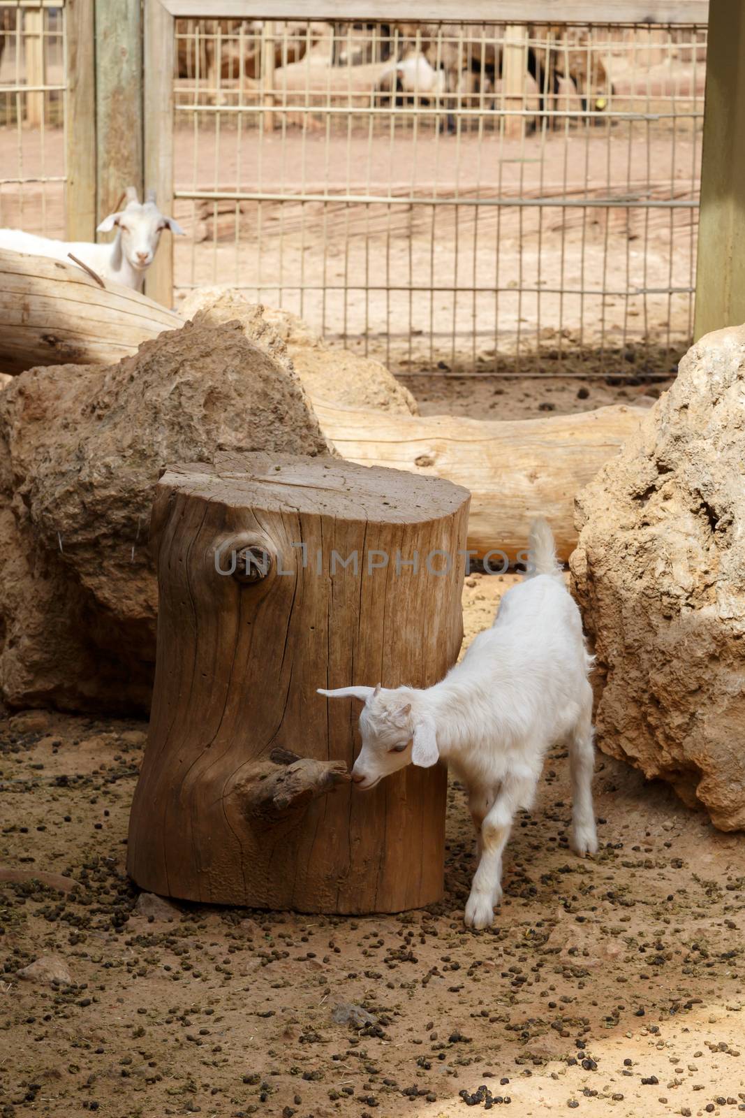 Goat in Natural Park by niglaynike