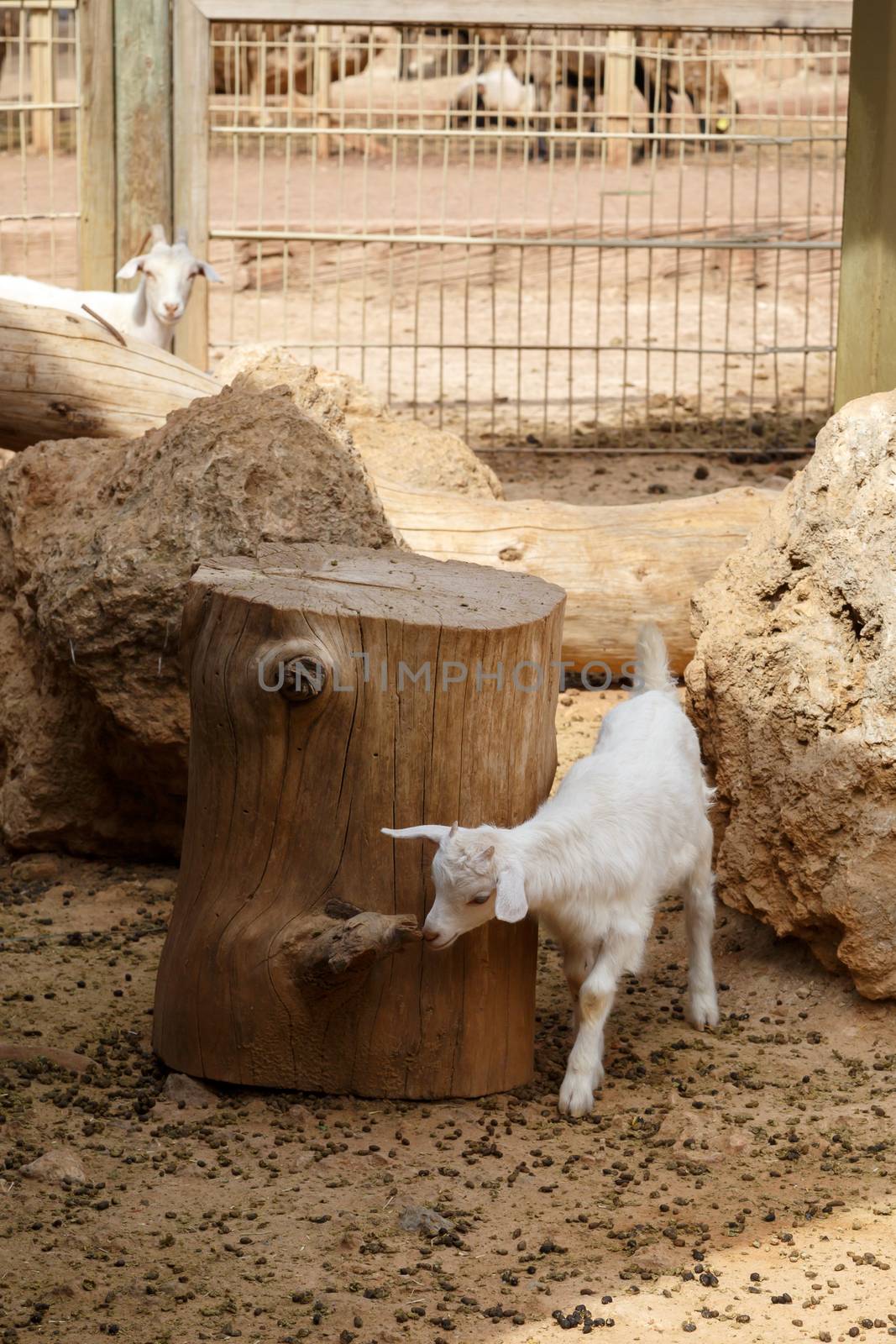 View of goats with white willow living in cage in natural park.