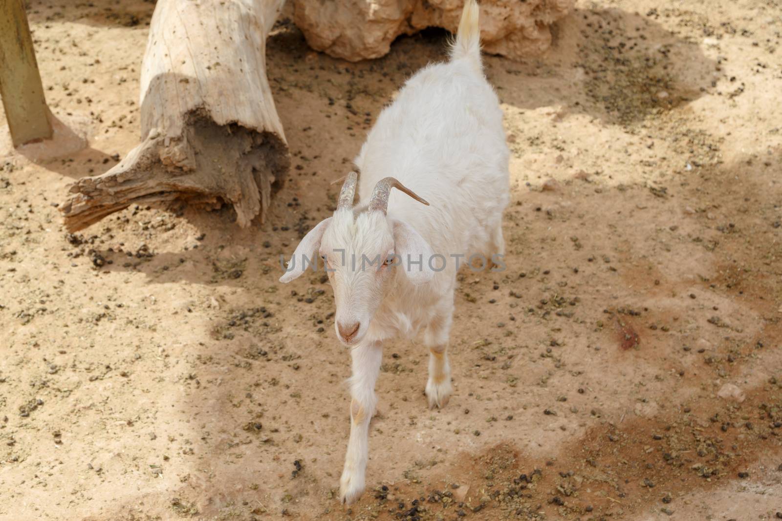 View of goats with white willow living in cage in natural park.