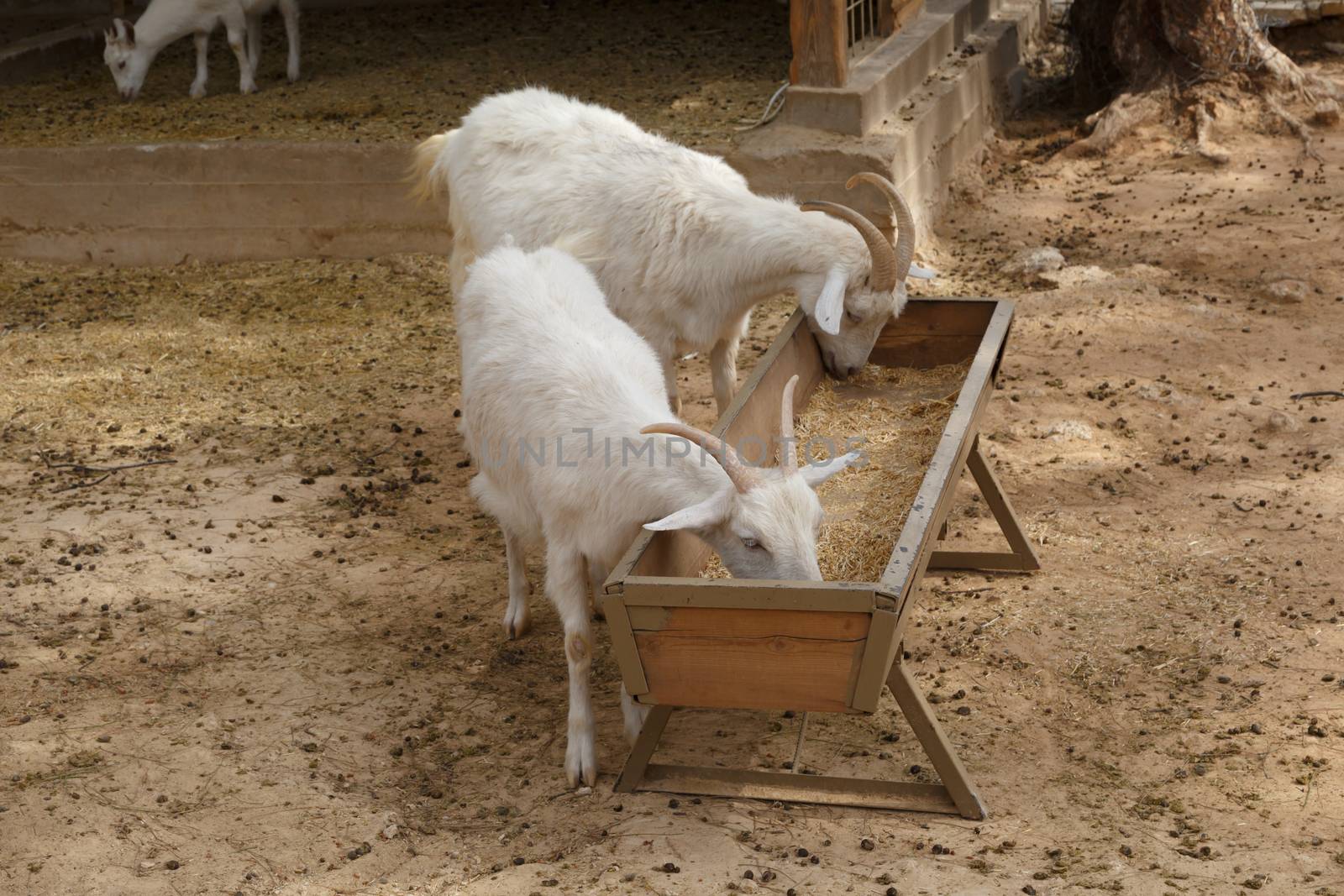 View of goats with white willow living in cage in natural park.