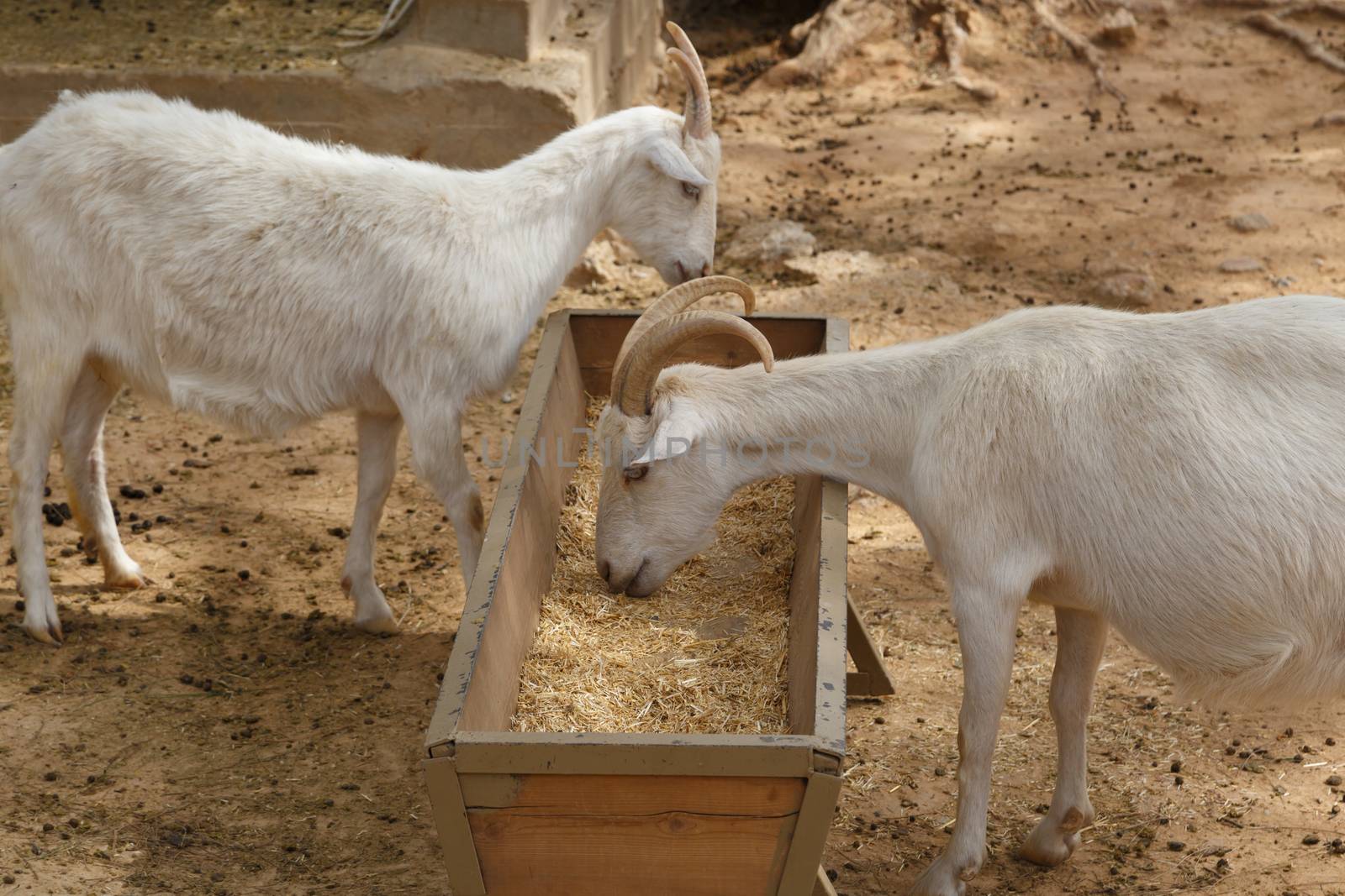 View of goats with white willow living in cage in natural park.