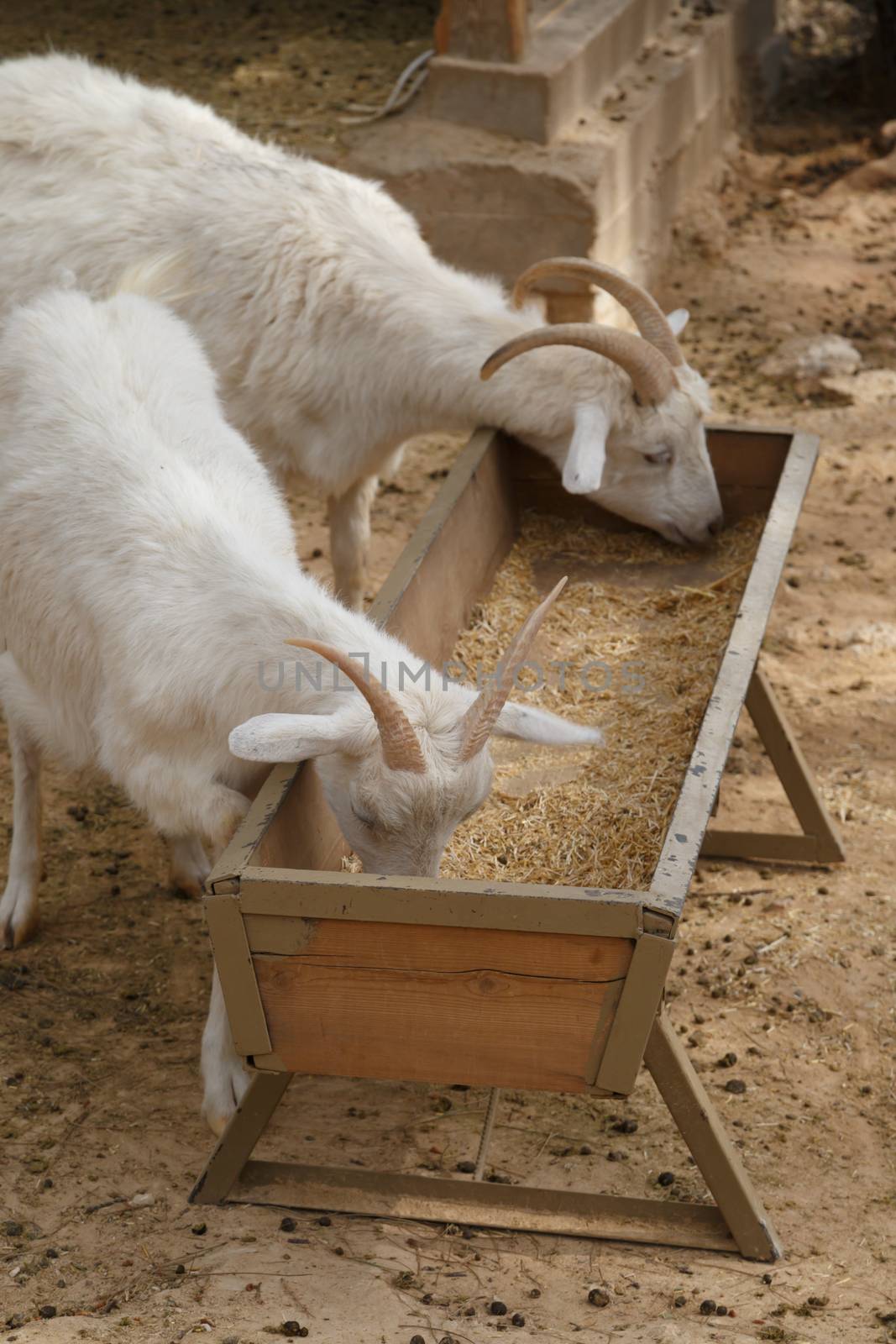 View of goats with white willow living in cage in natural park.