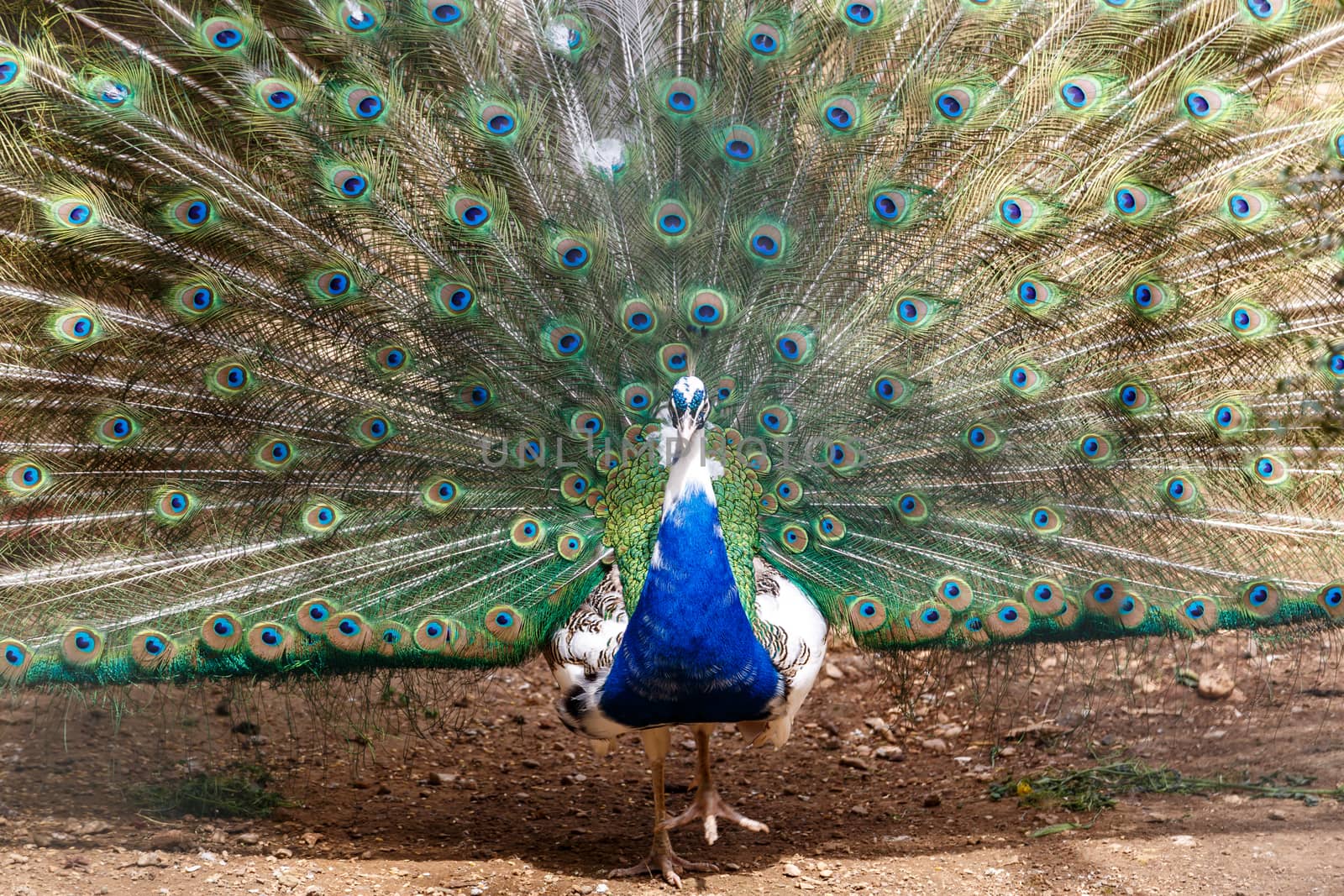 Peacock in Cage by niglaynike