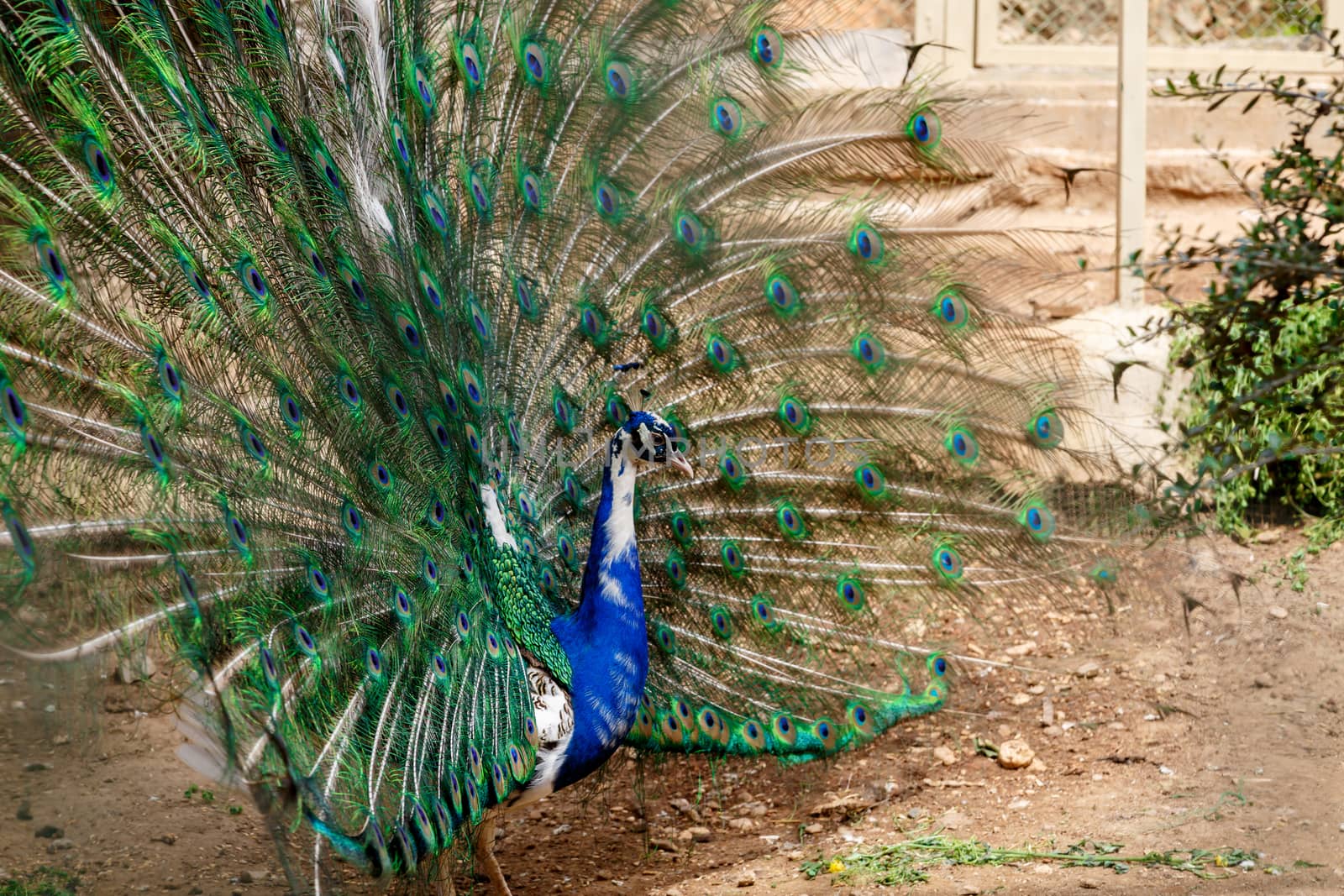 Close up view of blue peacock with colorful feather in a natural park.