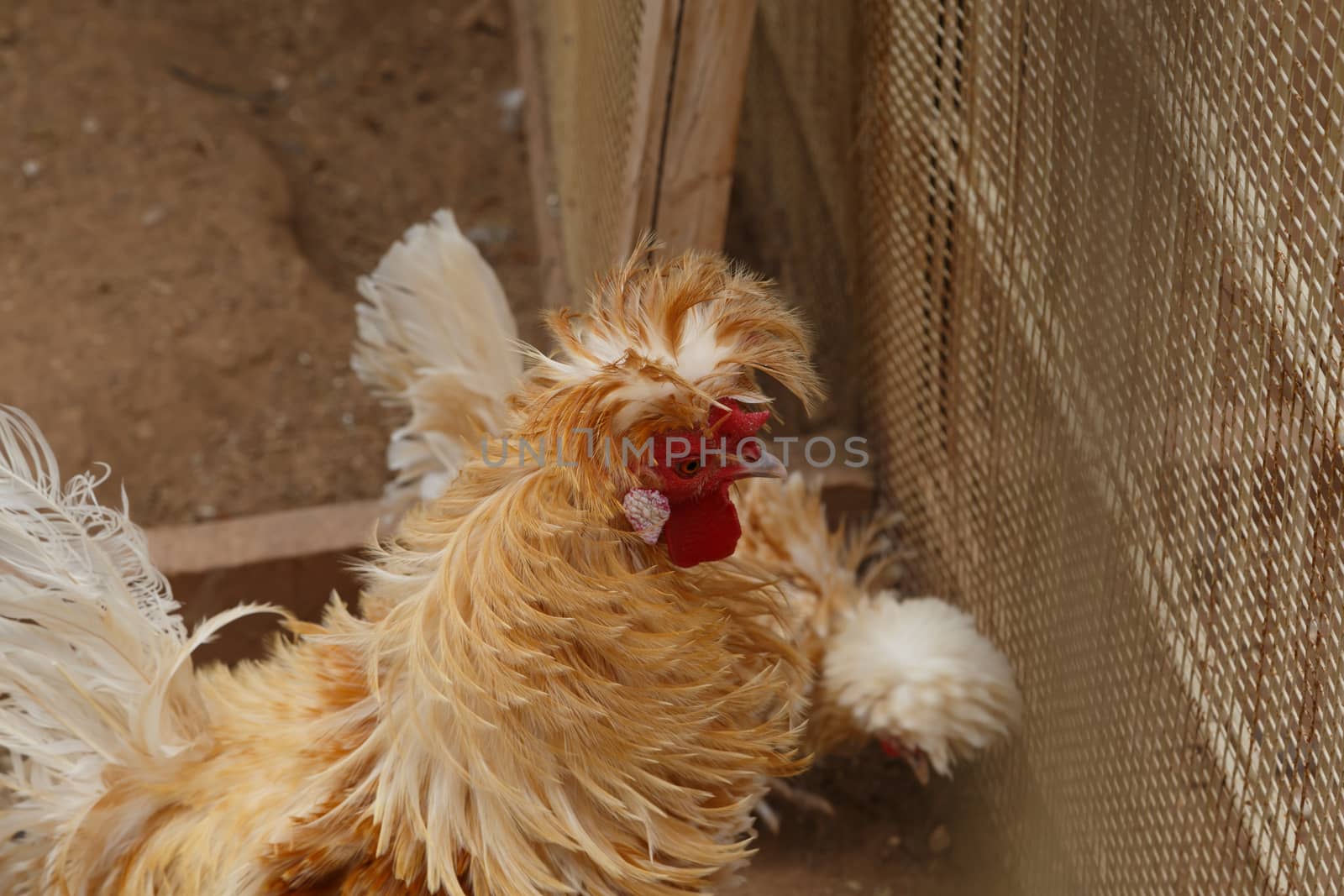 Close up detailed view of rooster and chicken living in a cage.