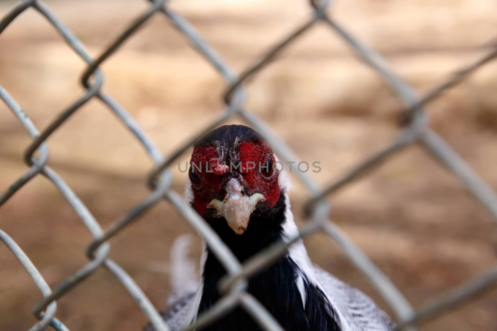Rooster in Zoo by niglaynike