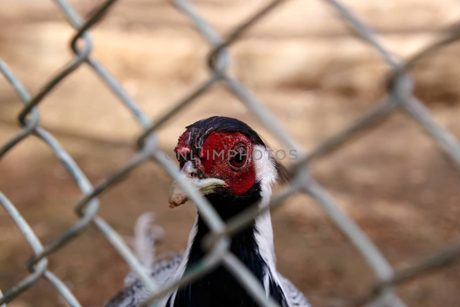 Close up detailed view of rooster and chicken living in a cage.