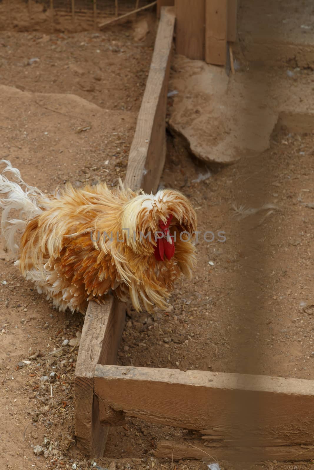 Close up detailed view of rooster and chicken living in a cage.