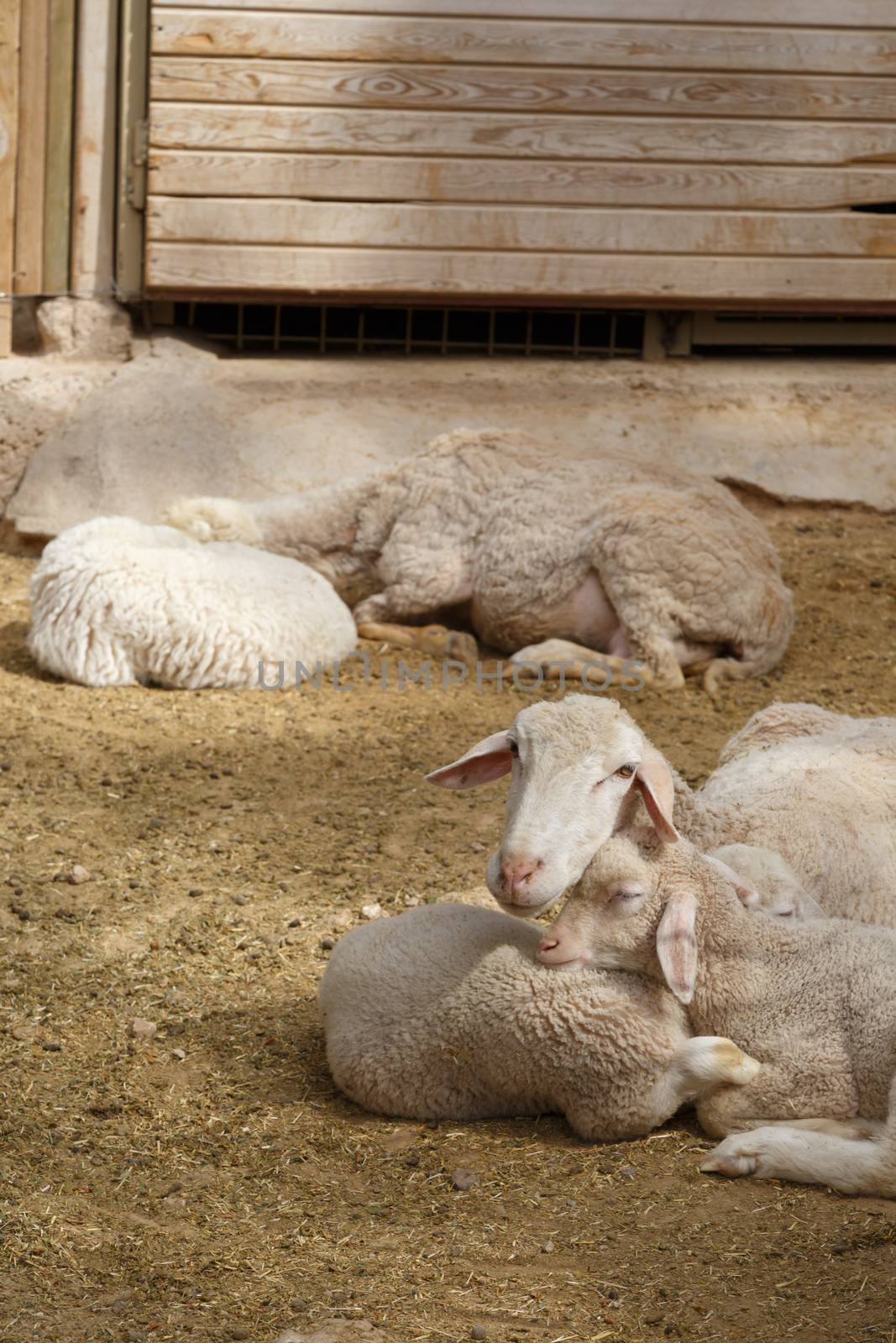 Sheep in Natural Park by niglaynike