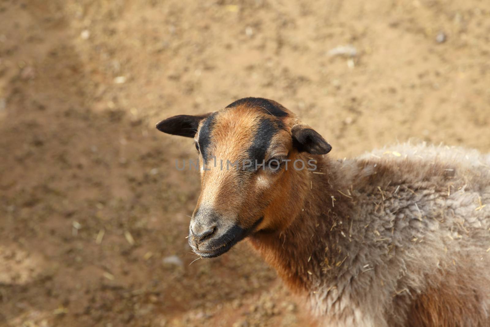 Close up detailed view of sheep living in a zoo.