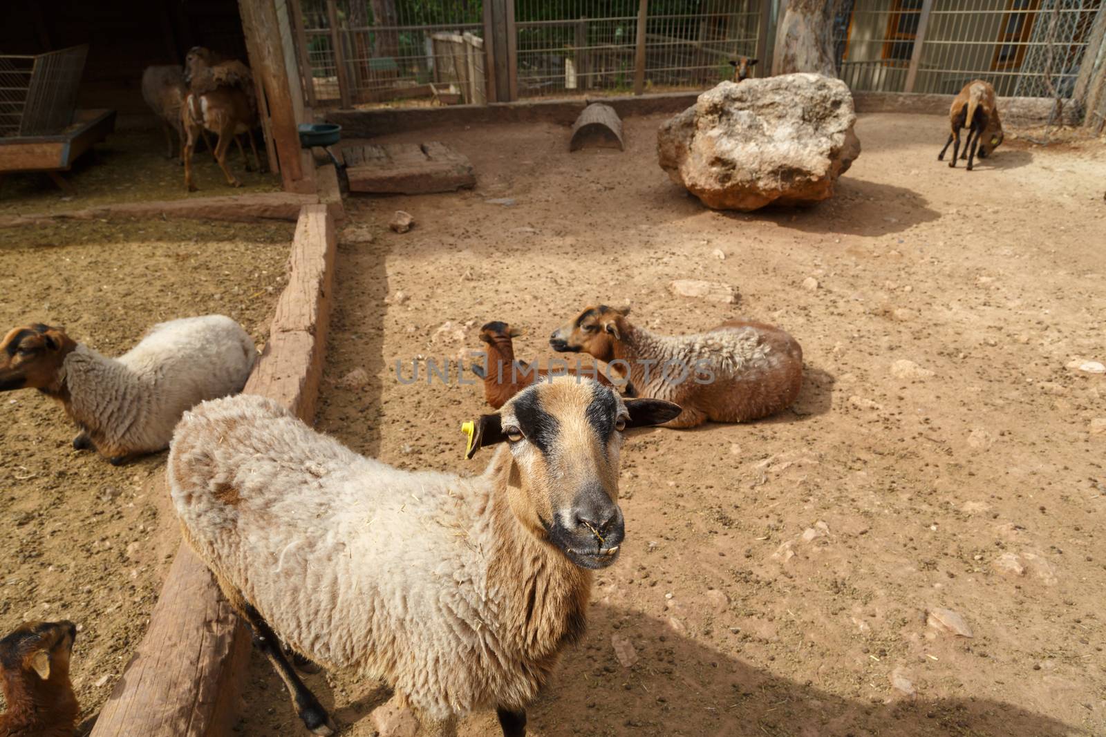 View of sheep living in a zoo, sitting in cage.