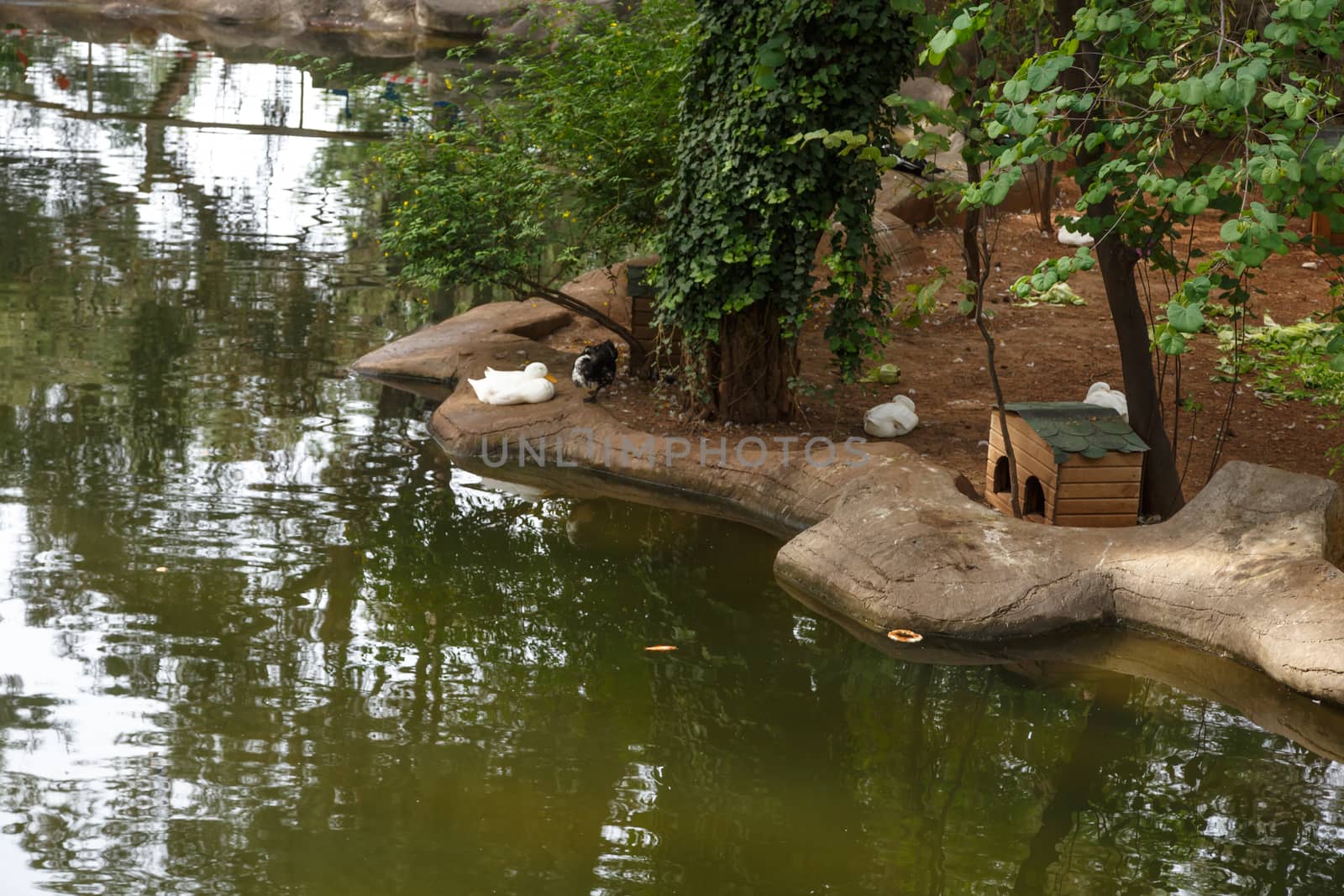 Landscape view of natural park with small lake and ducks around trees.