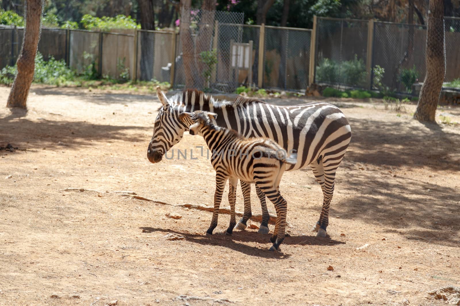 Zebra in Natural Park by niglaynike