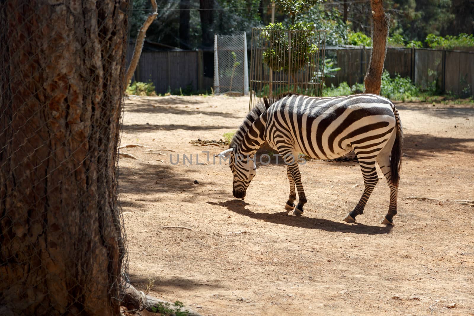 View of a stripped zebra living in cage in a natural park.