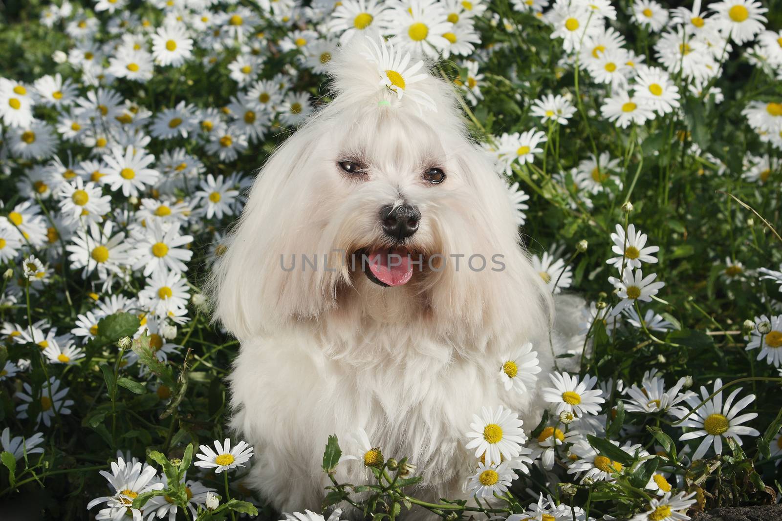 White dog in the garden - Bichon Maltese Maltese Dog Breed