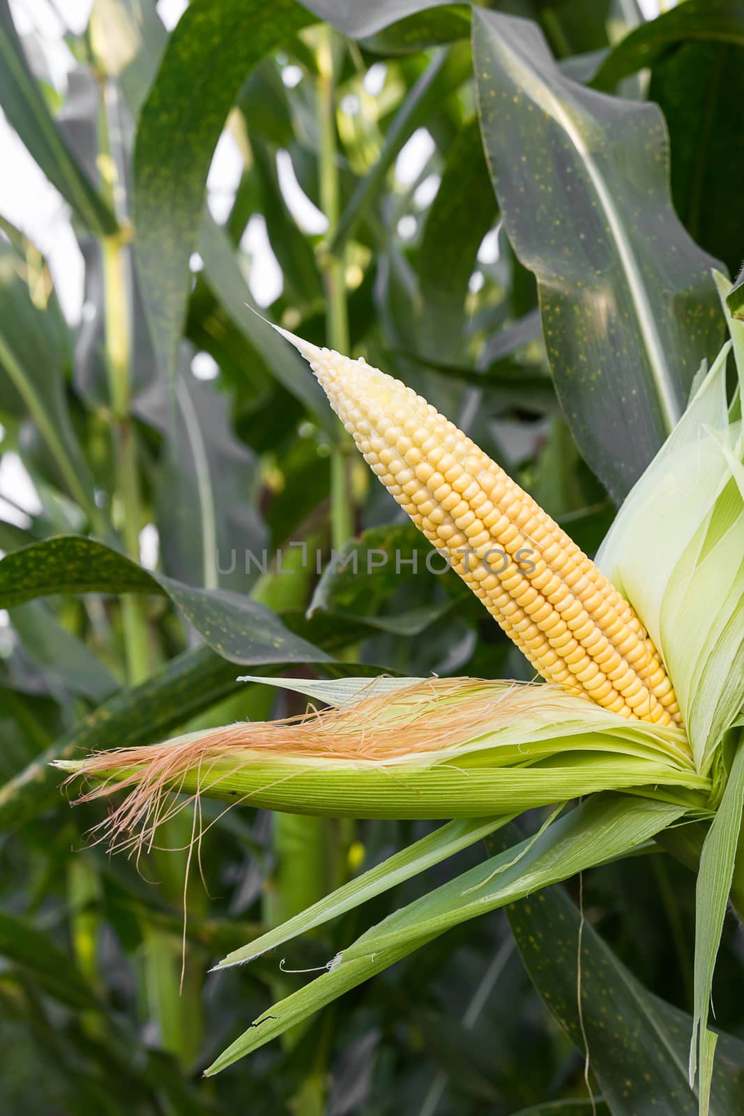 Close up corn on the stalk in the field