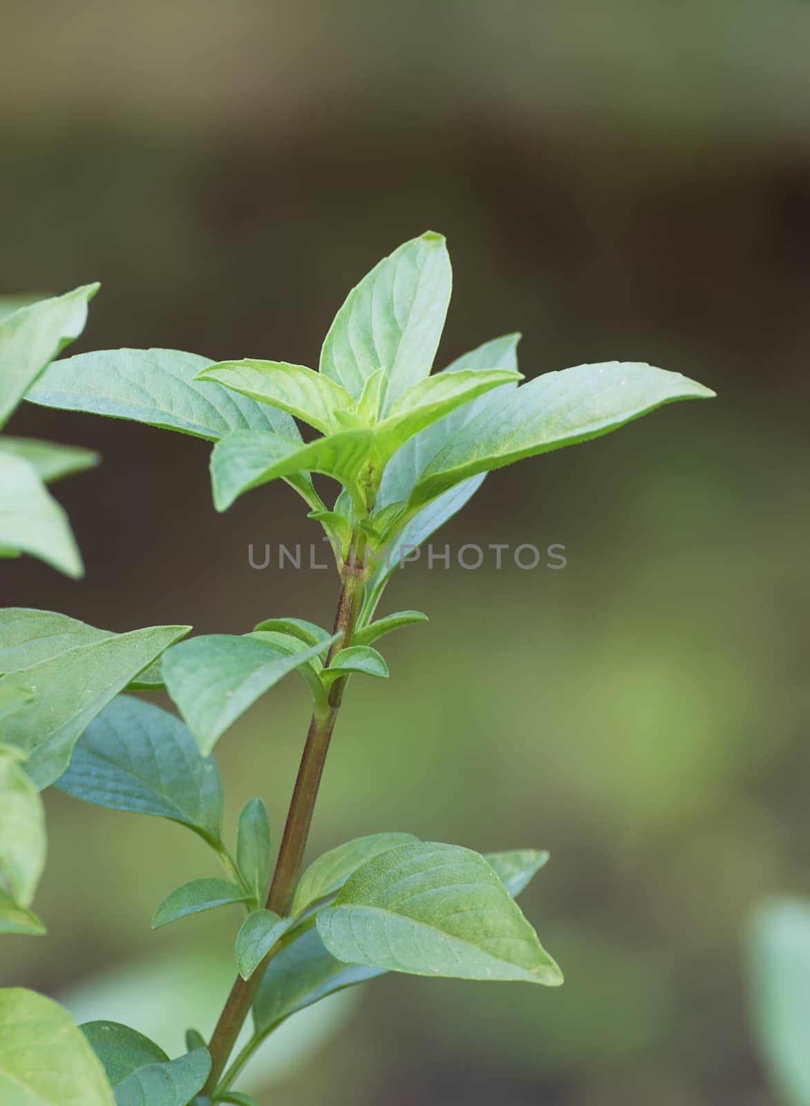 Close up fresh green basil and flower in garden