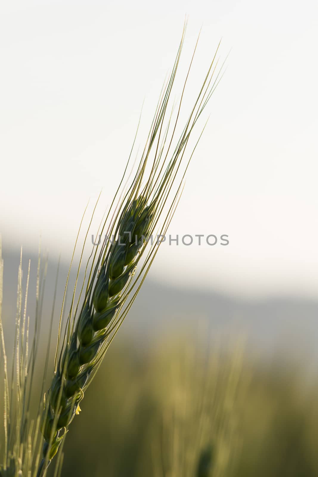 Green barley growing in a field by stoonn