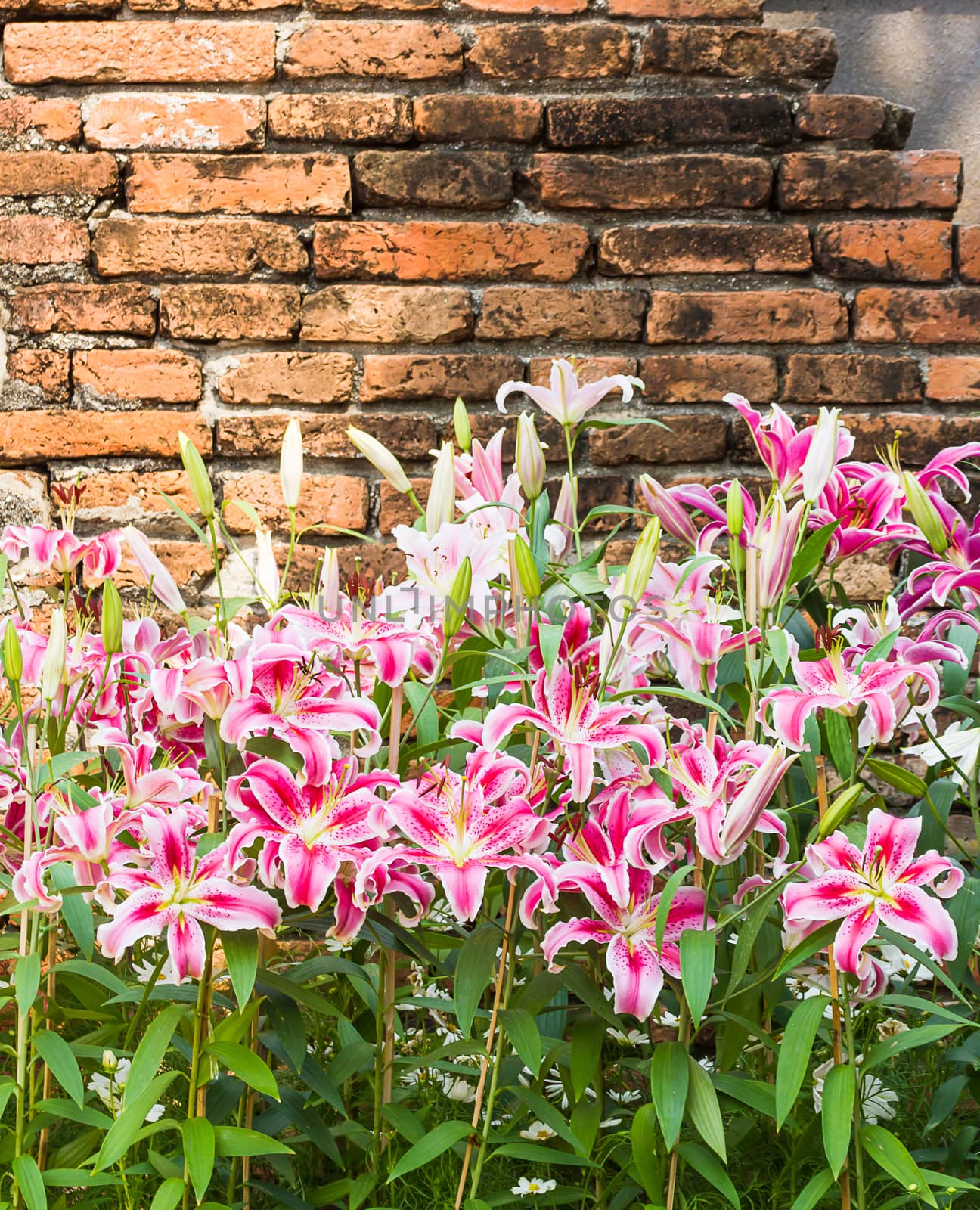 Close up of pink lily flower in garden with old brick wall