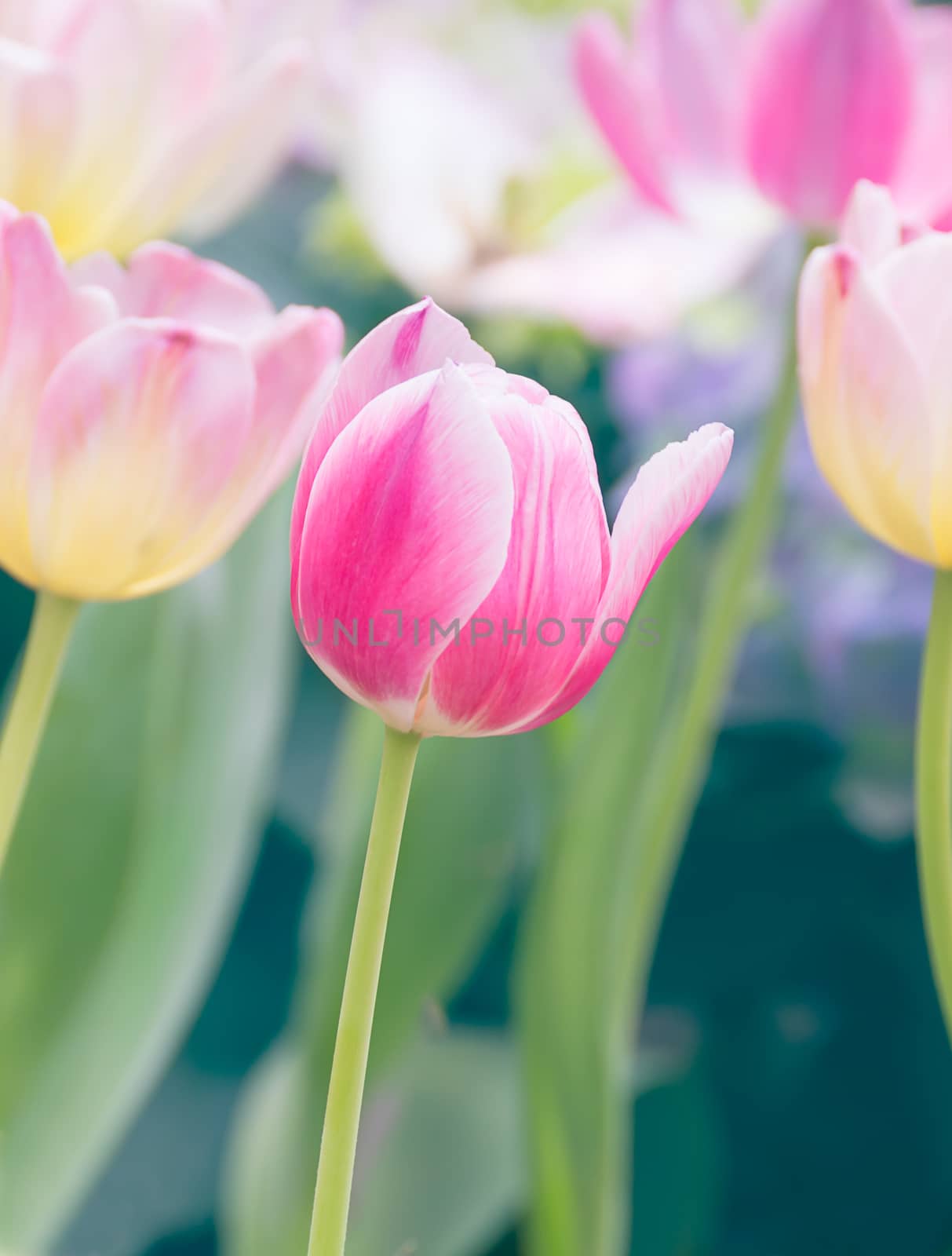 Close up pink tulip flower in garden