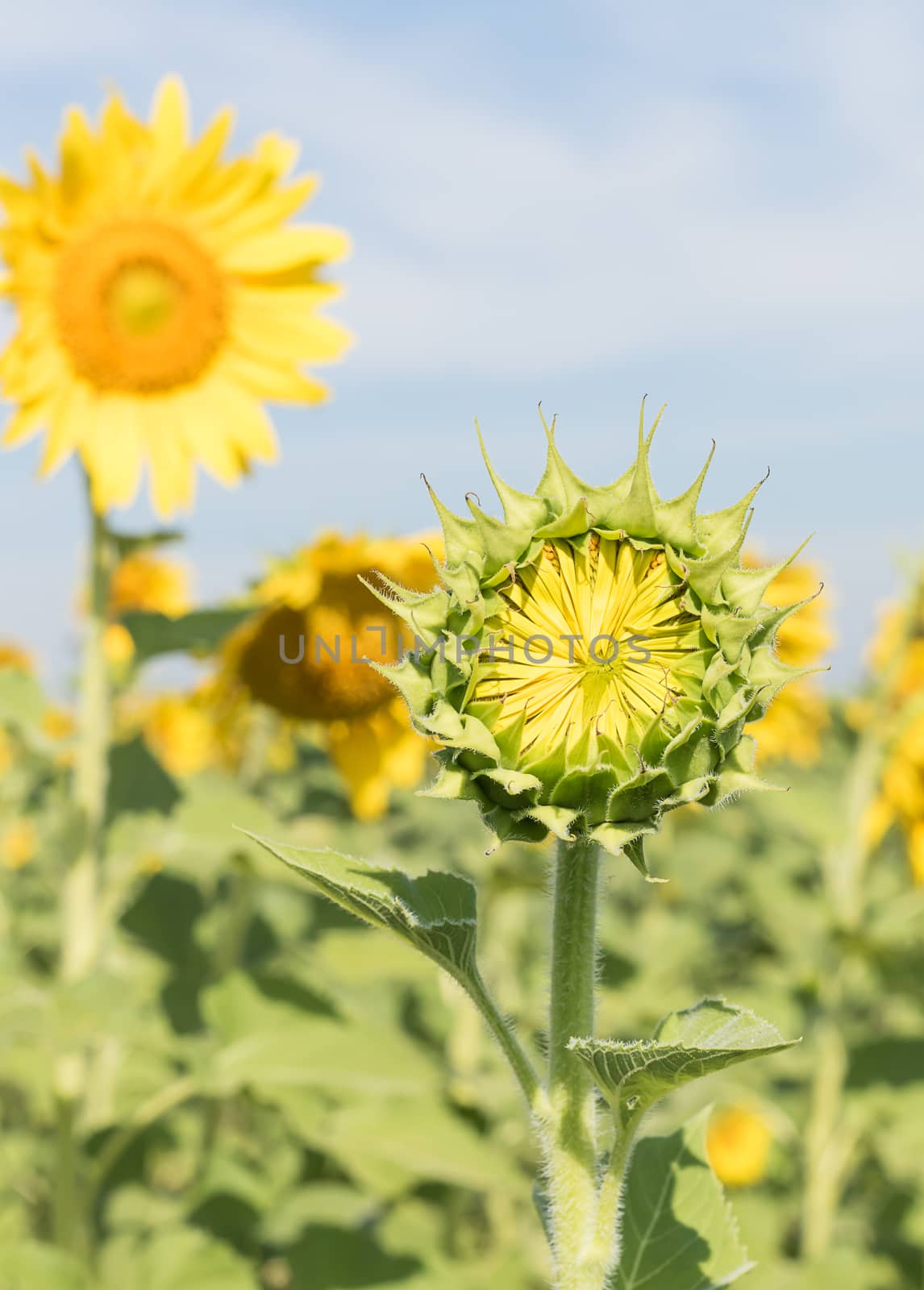 Close up Sunflower growth and blooming in field