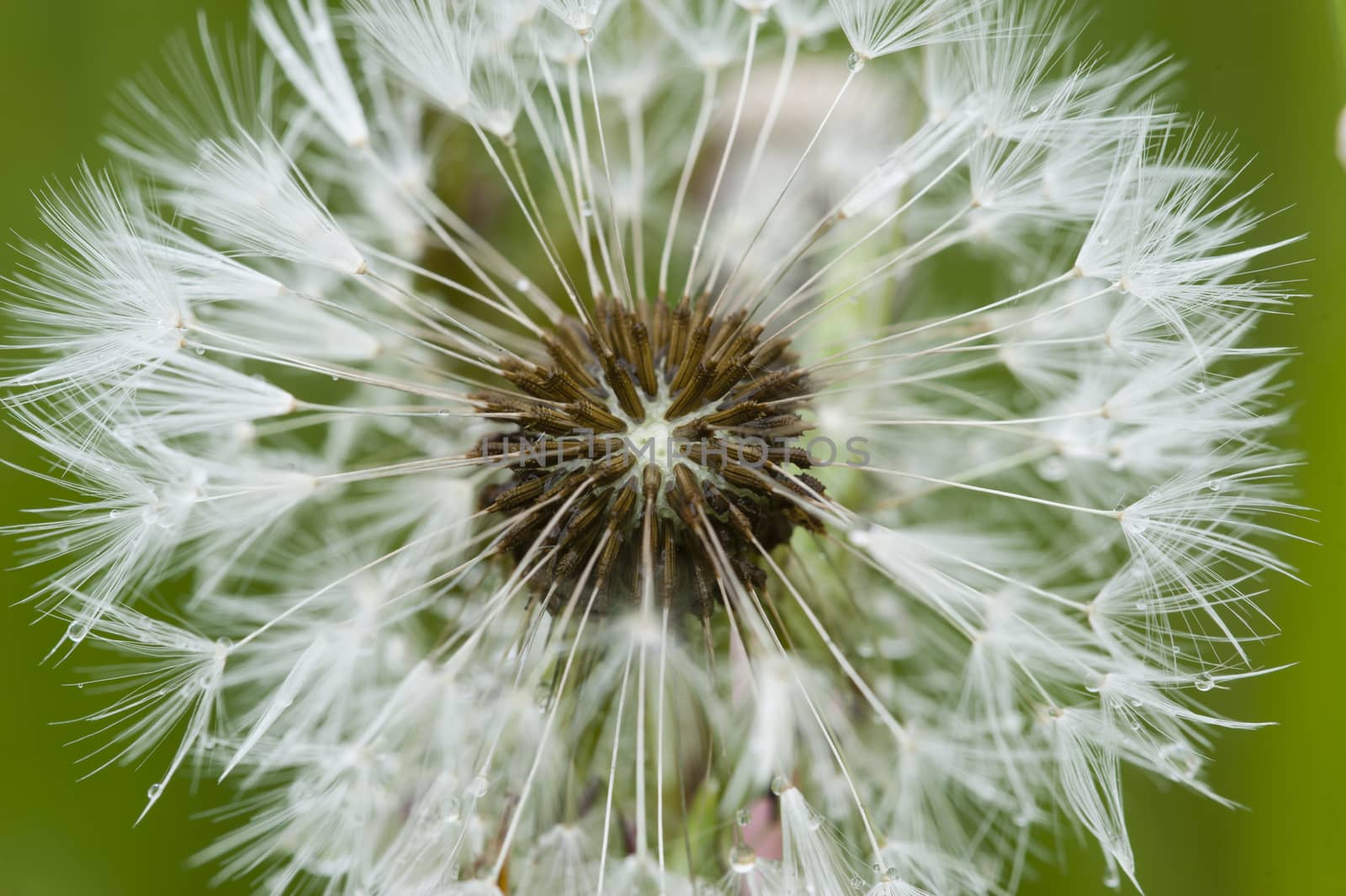 Close up of a dandelion, taraxacum, seeds with hair pappus