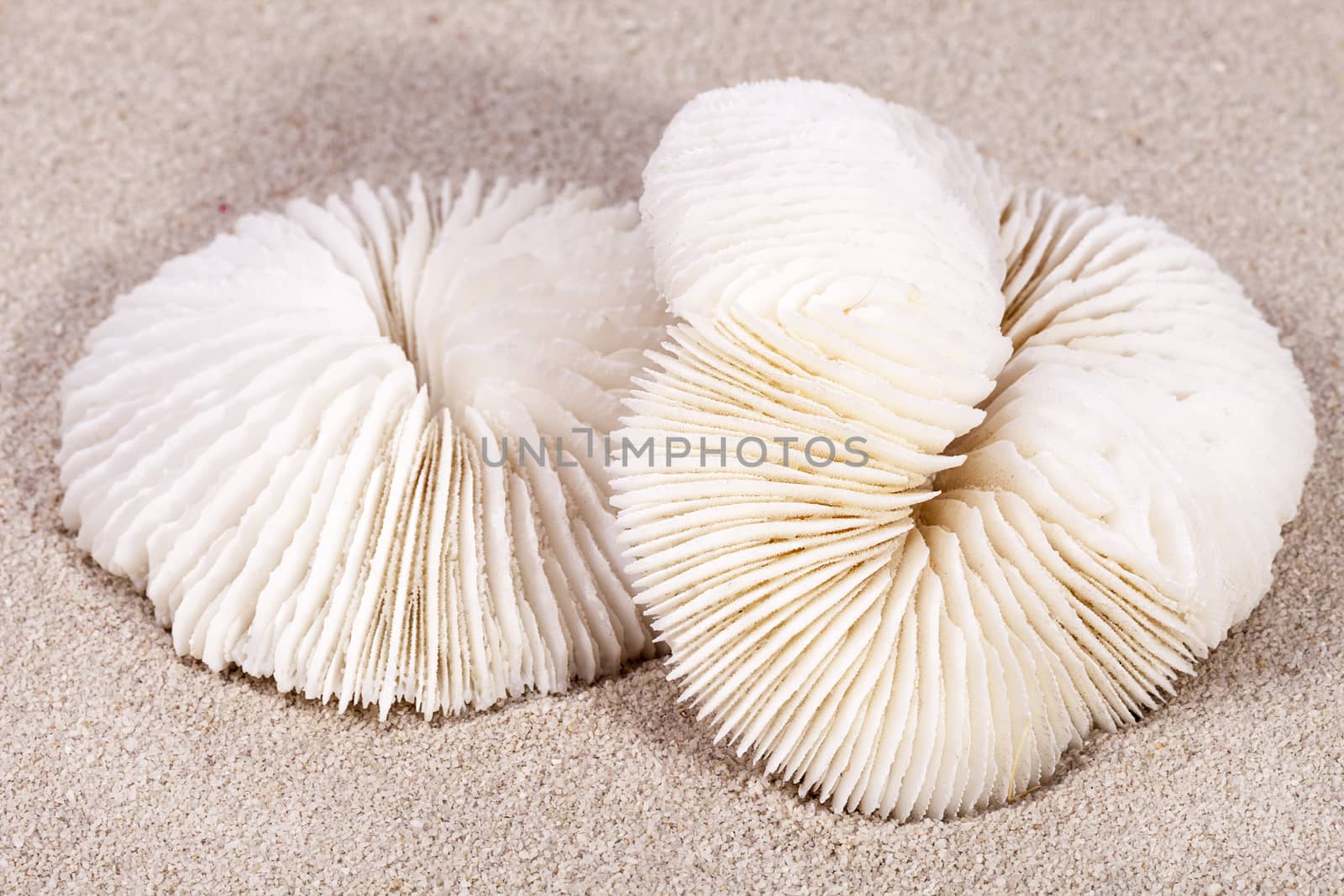 two sea shells of fungia  lying on the sand, close up.