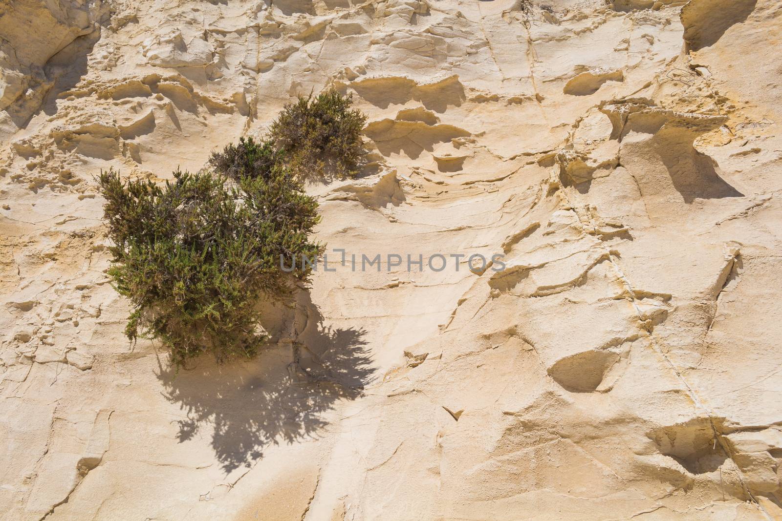 Sharp edges of a sandstone hill, enlightened by sun. Several bushes.