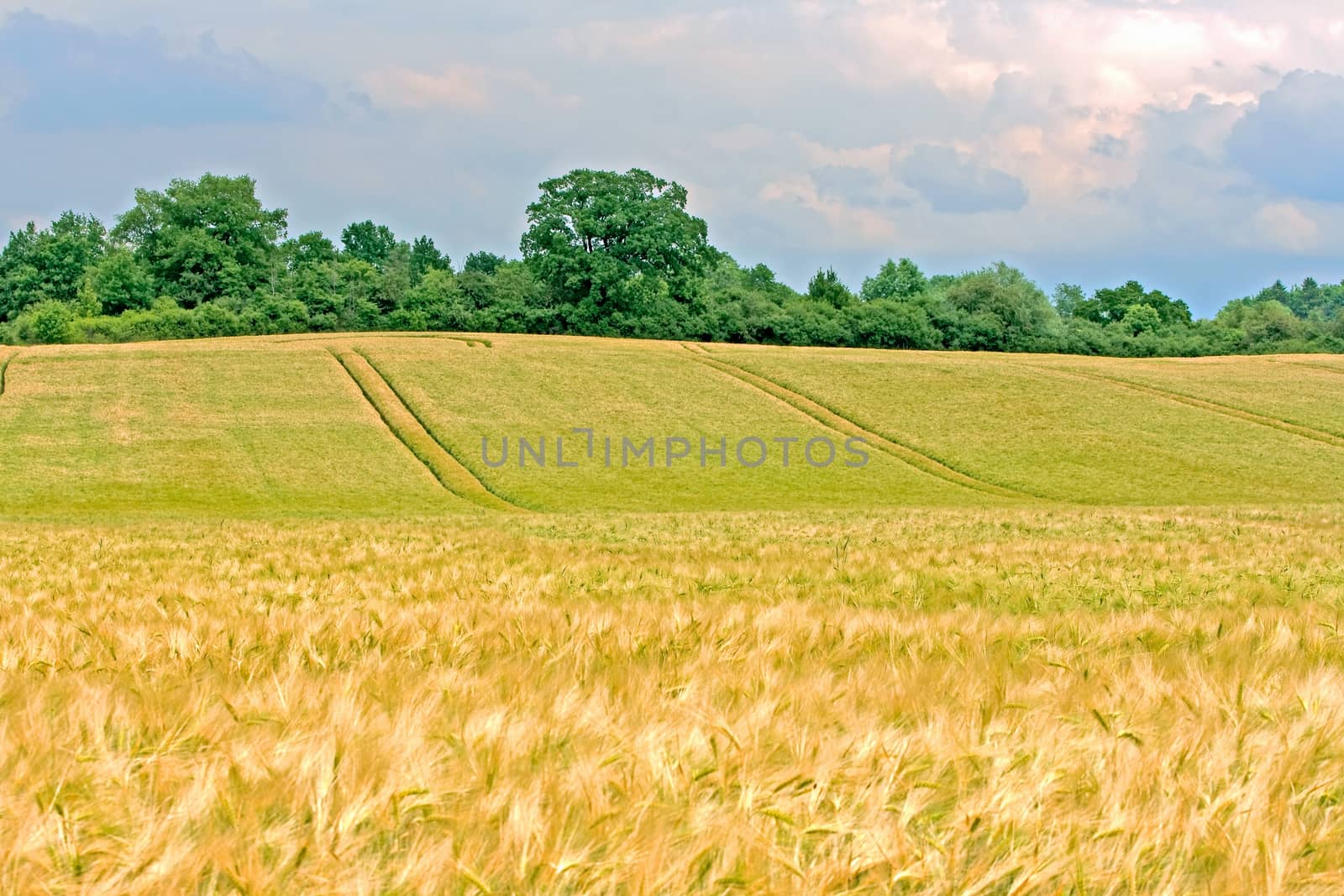 golden wheat field - rural landscape - curved hill with green trees in the background