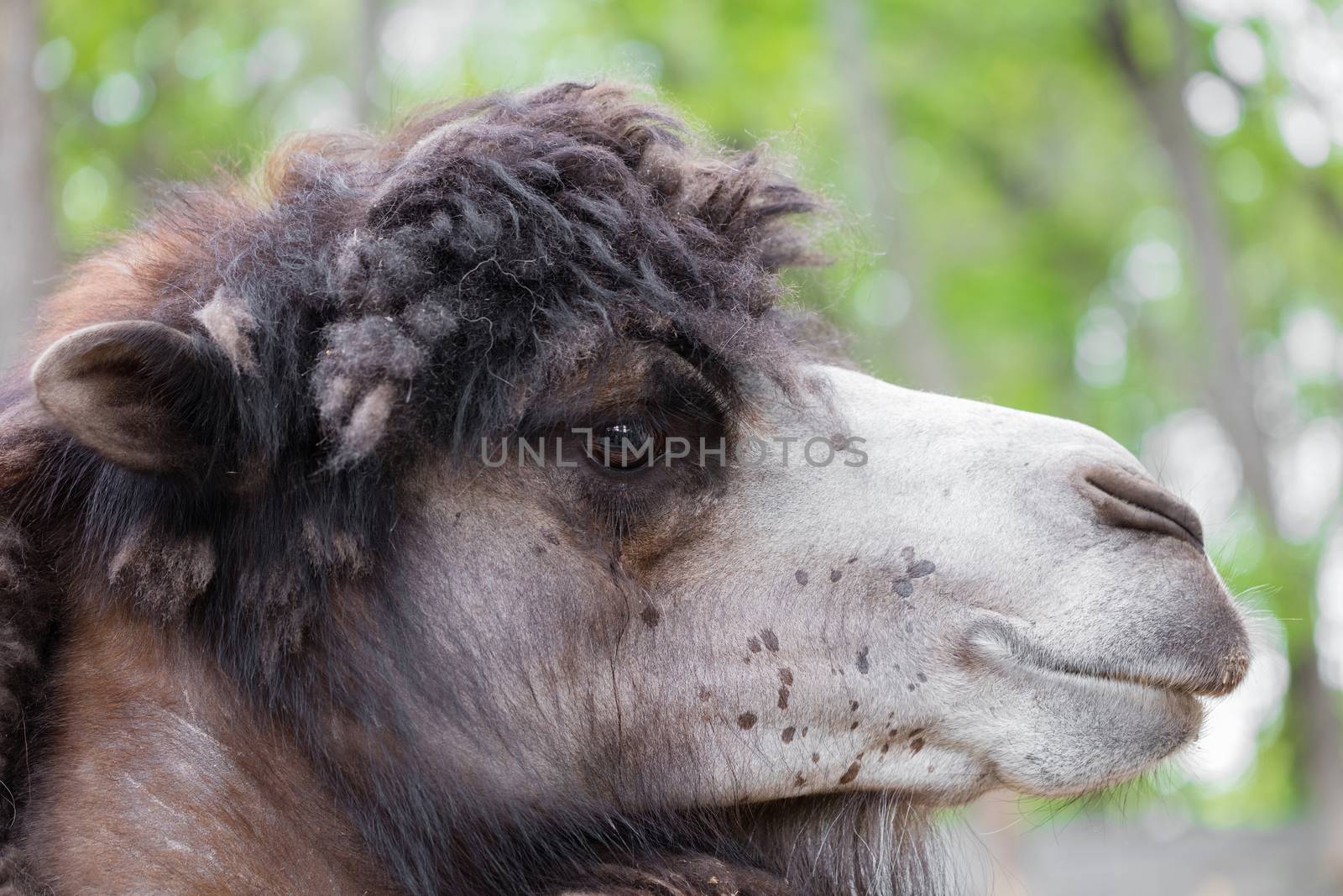 portrait of camel closeup on a green background