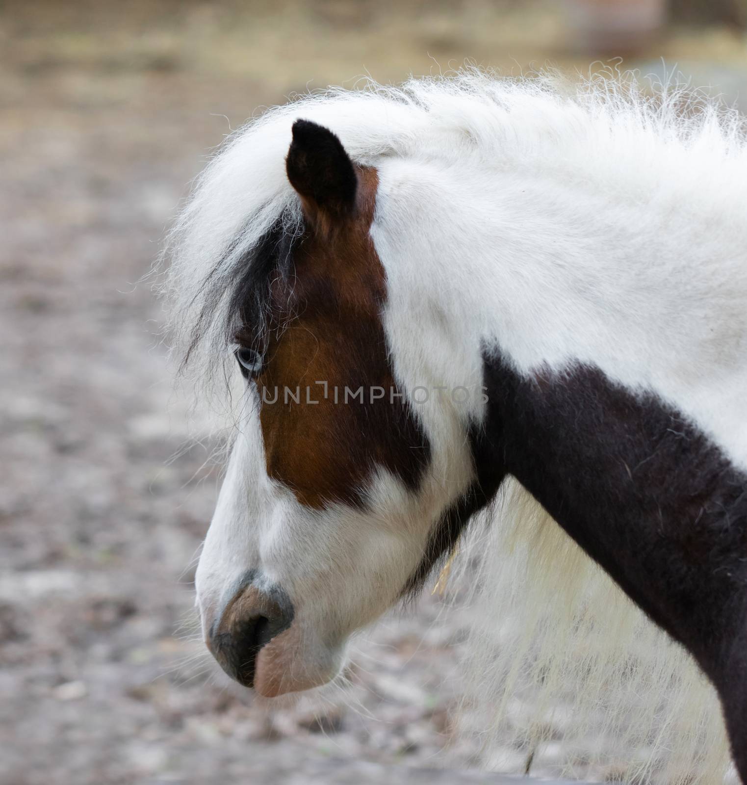 thoroughbred ponies in the paddock on a farm