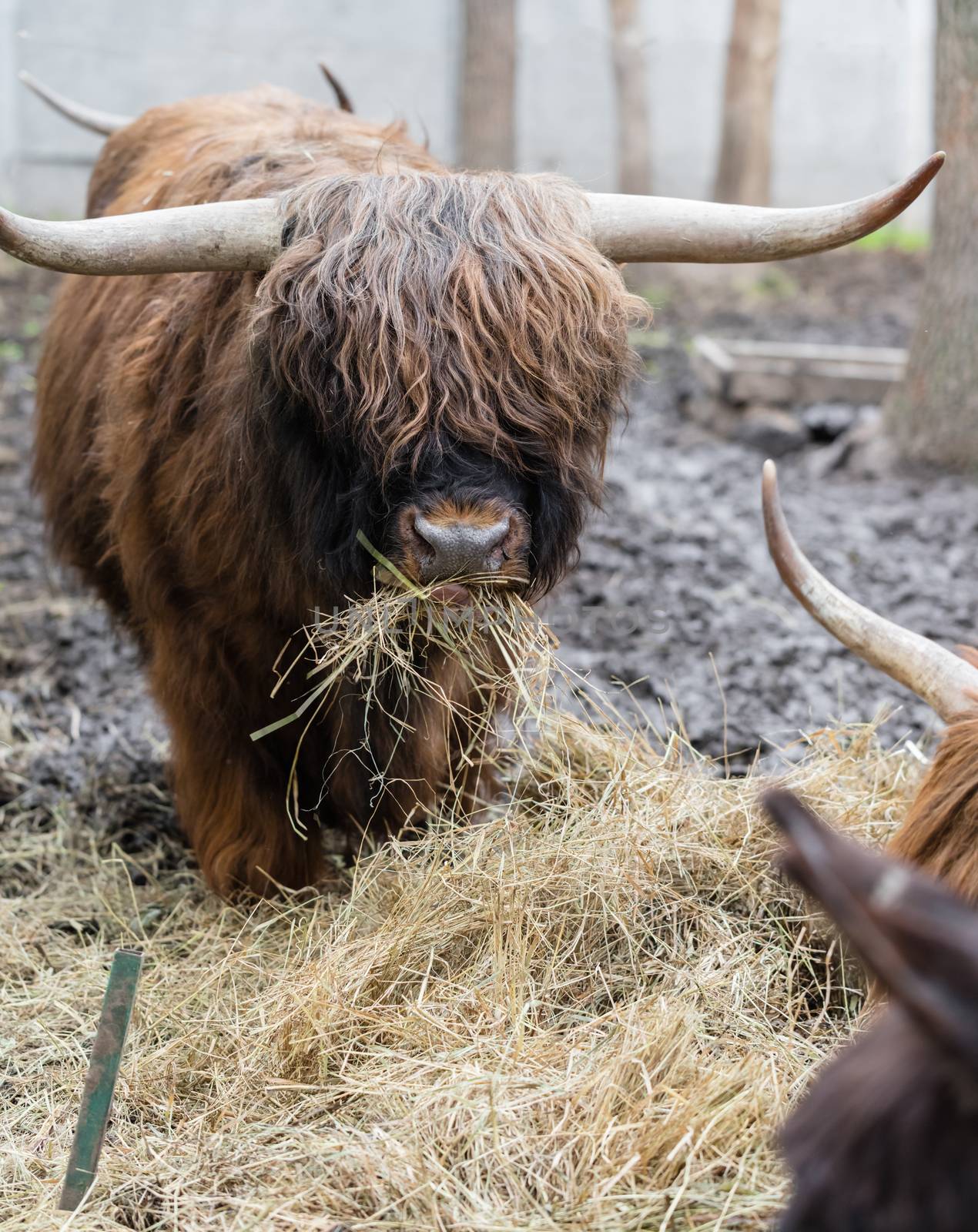 bull with long wool eating hay close-up