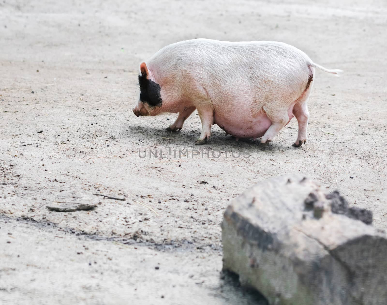 Vietnamese pig are grazed on a farm outdoors