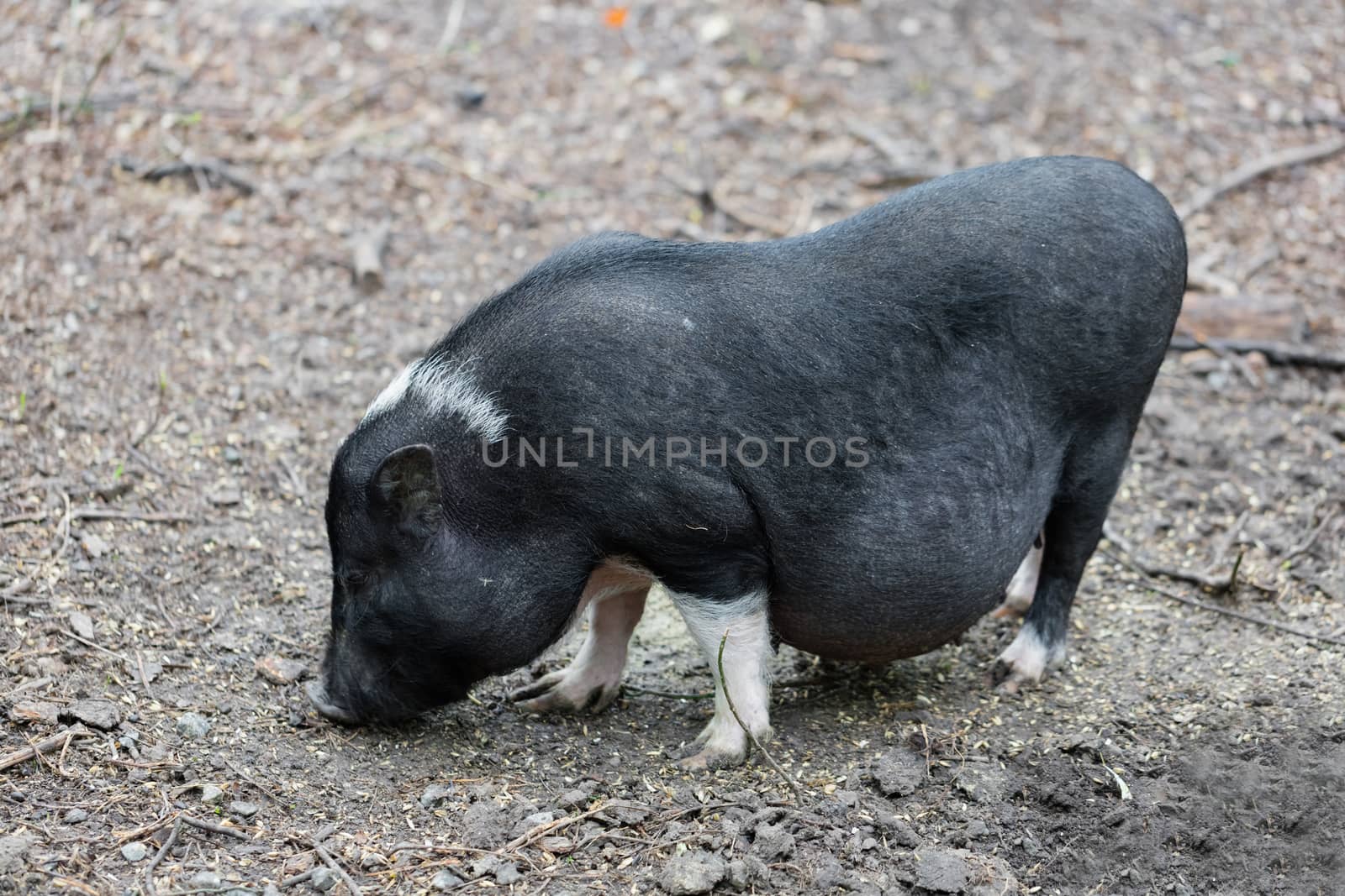 Vietnamese pig are grazed on a farm outdoors