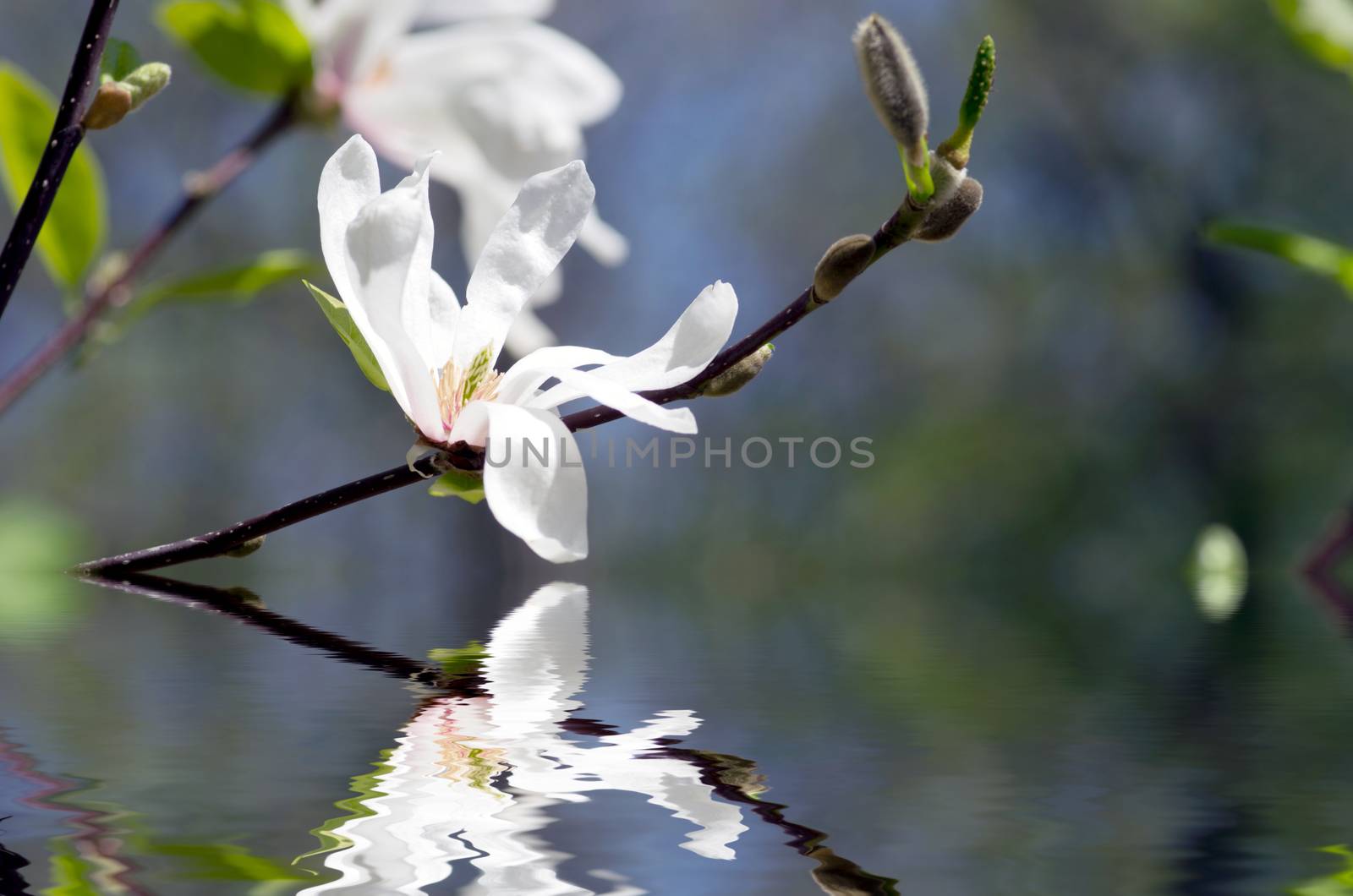 Beautiful white Flowers of a Magnolia Tree