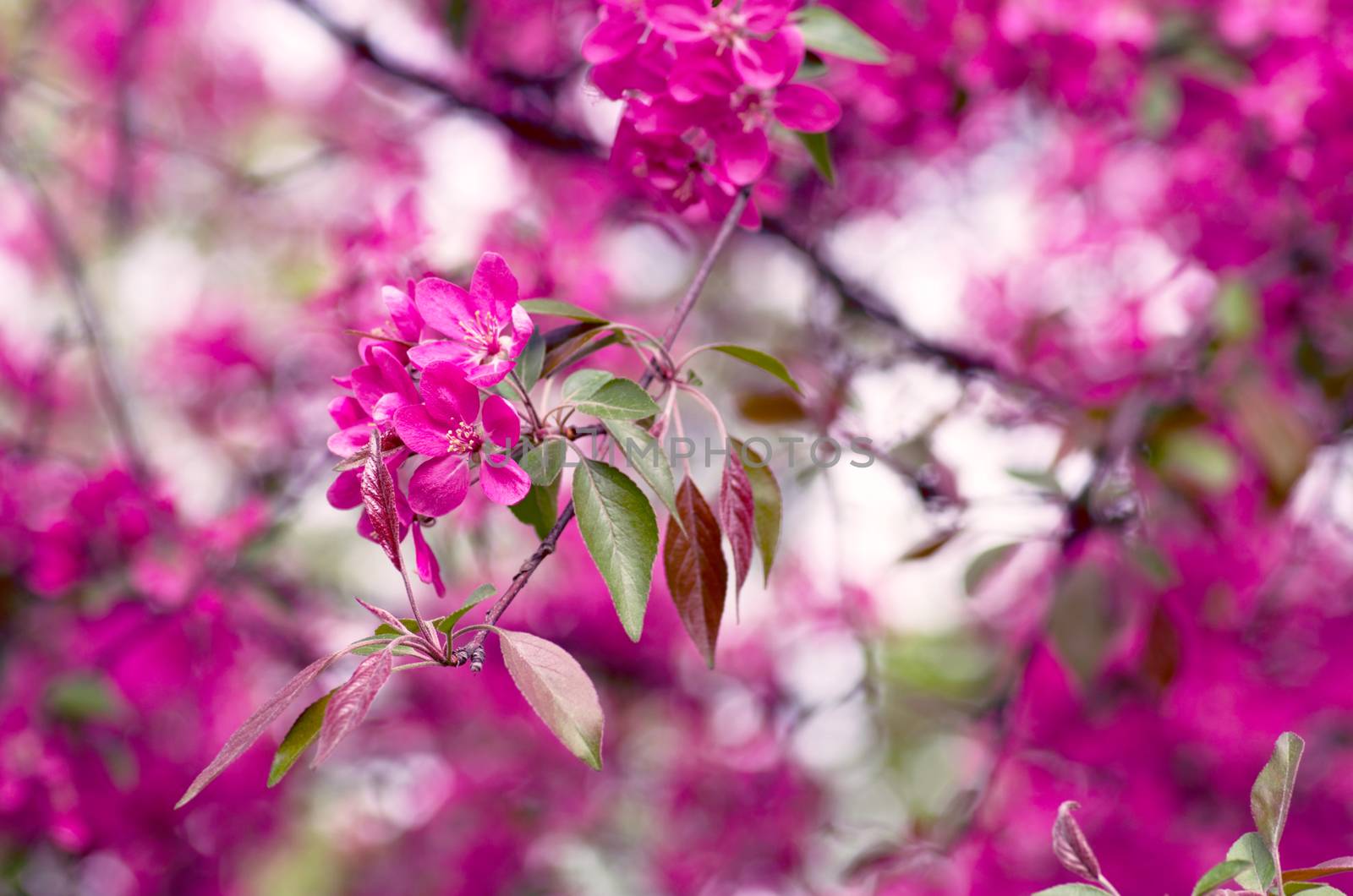 Chinese flowering crab-apple, wild apple flowers by dolnikow