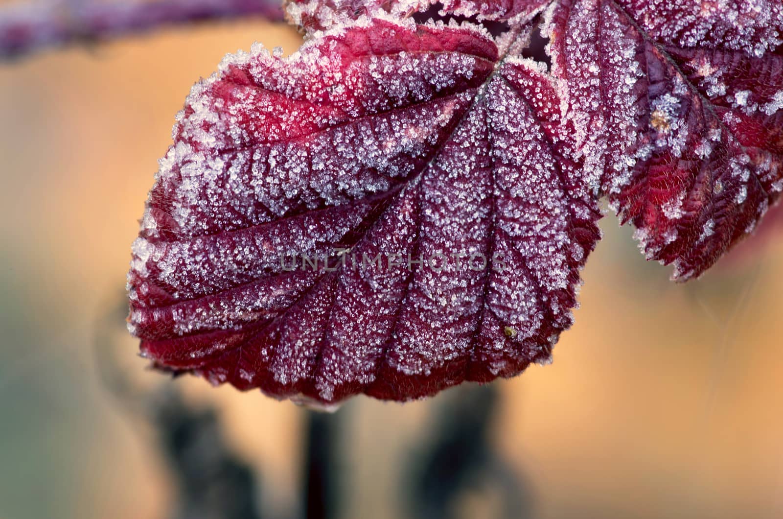 Red raspberry leaf covered with frost by dolnikow