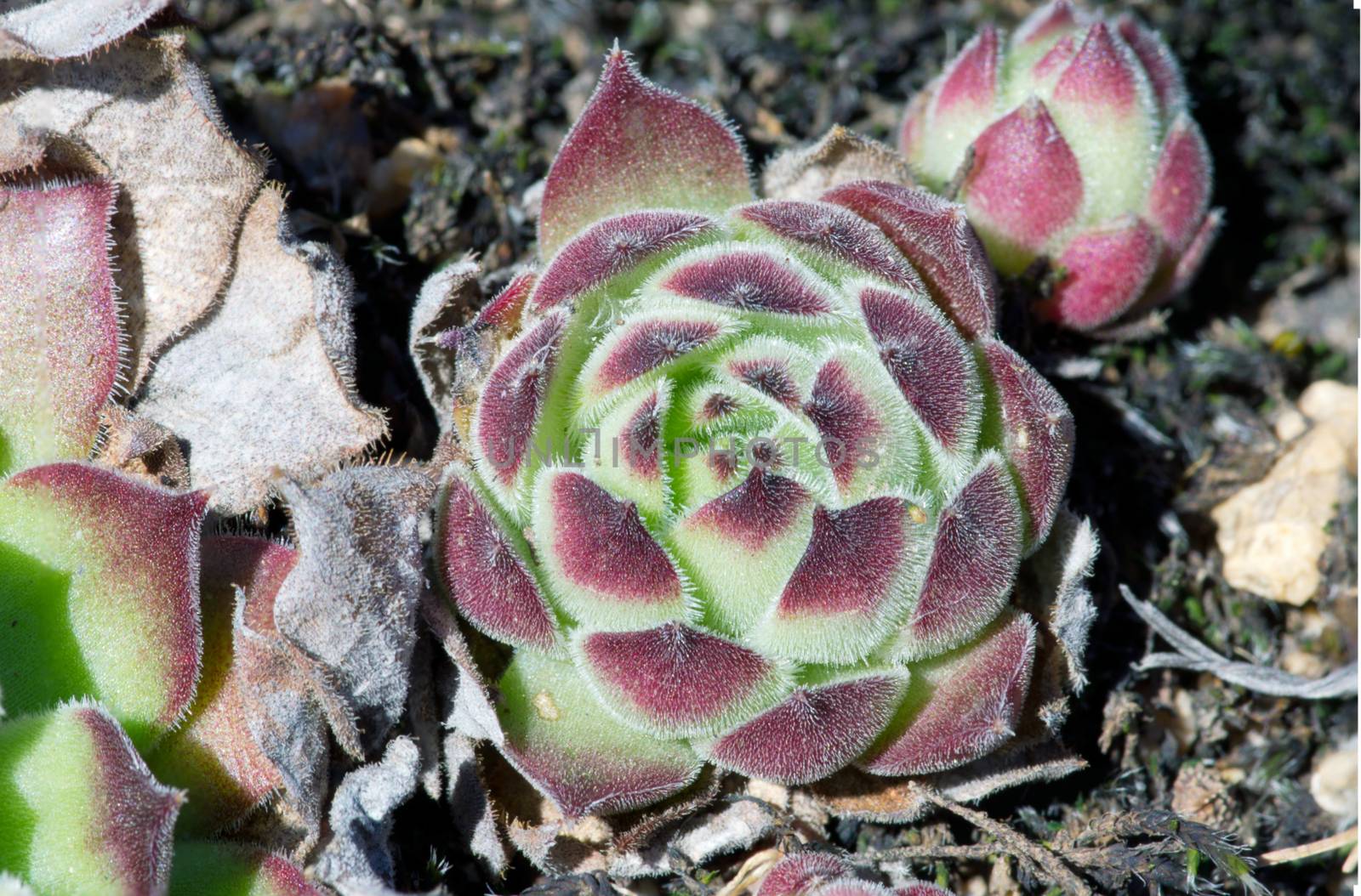 Miniature succulent plants.Closeup of stonecrop by dolnikow