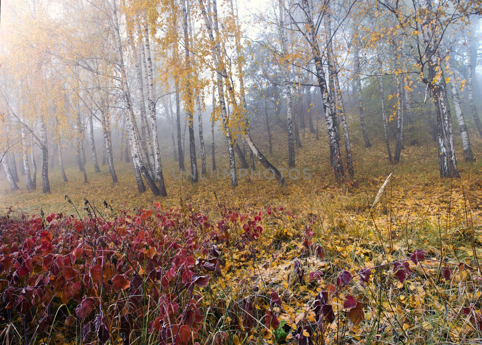 Autumn birch forest. October