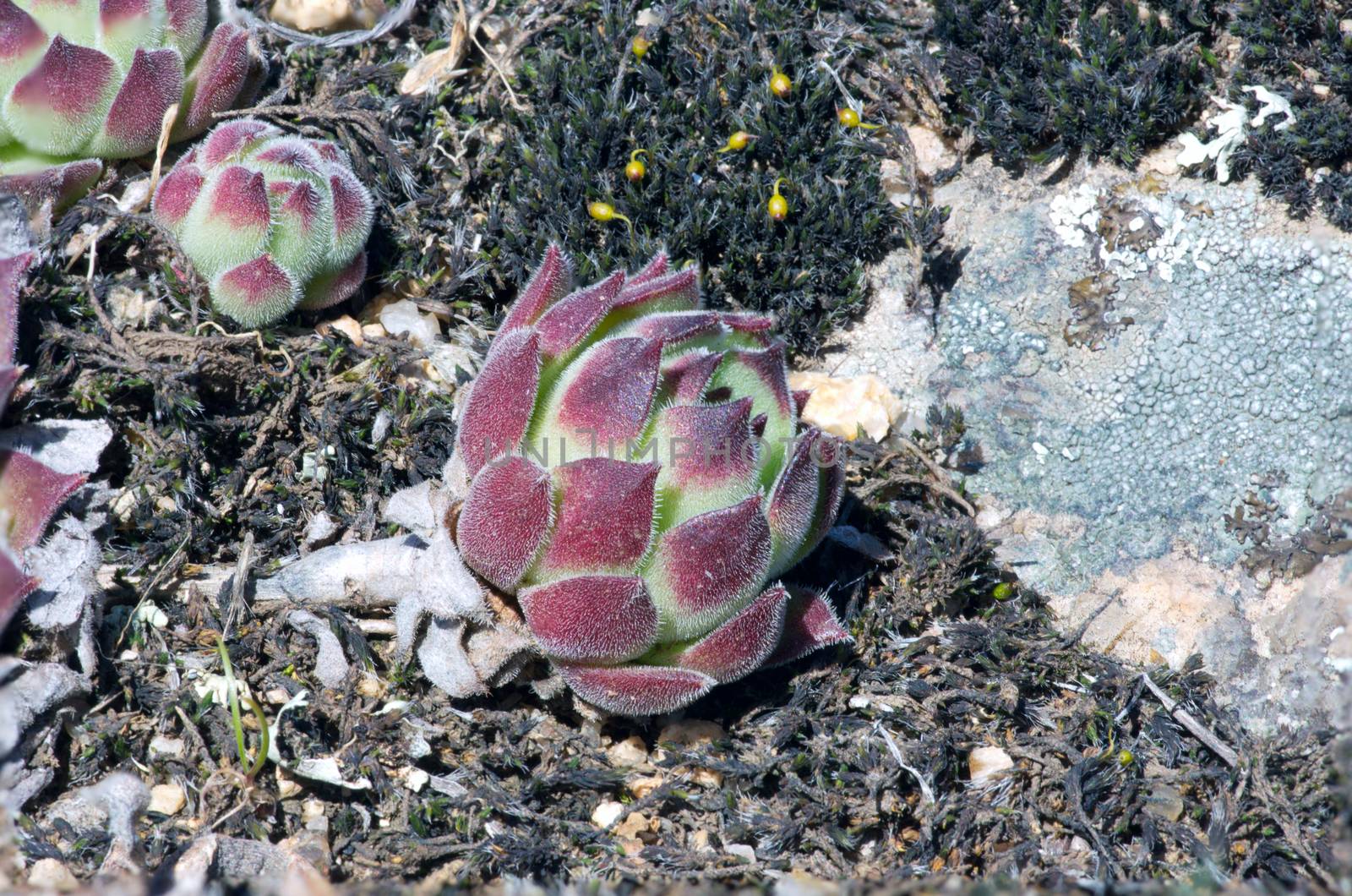 Miniature succulent plants.Closeup of stonecrop