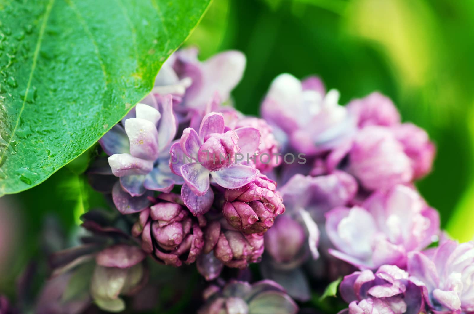 Blooming lilac flowers. Abstract background. Macro photo.  by dolnikow