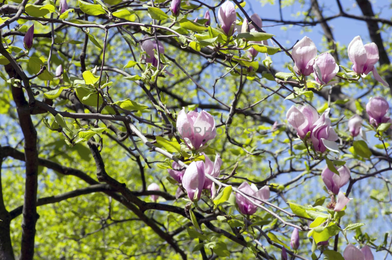 Beautiful Flowers of a Magnolia Tree. Soft focus by dolnikow