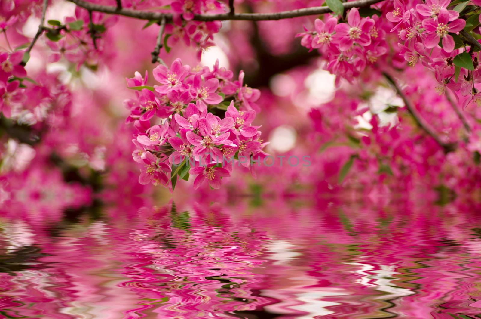 Chinese flowering crab-apple, wild apple flowers by dolnikow