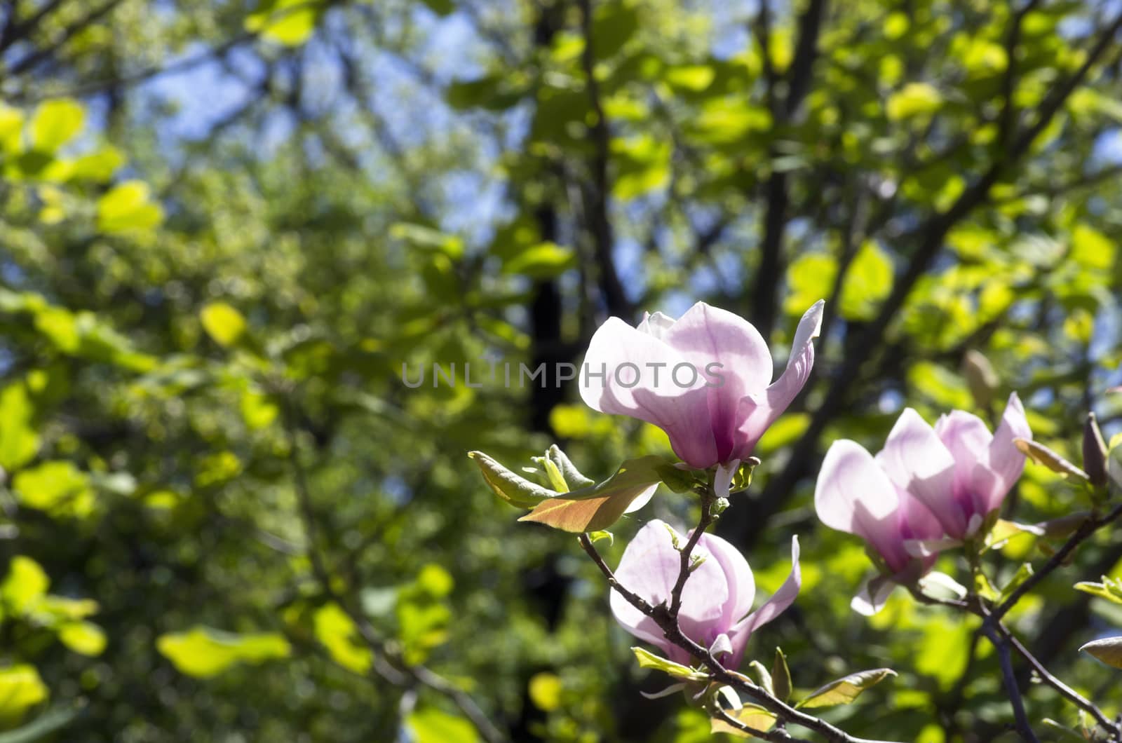 Beautiful Flowers of a Magnolia Tree. Soft focus